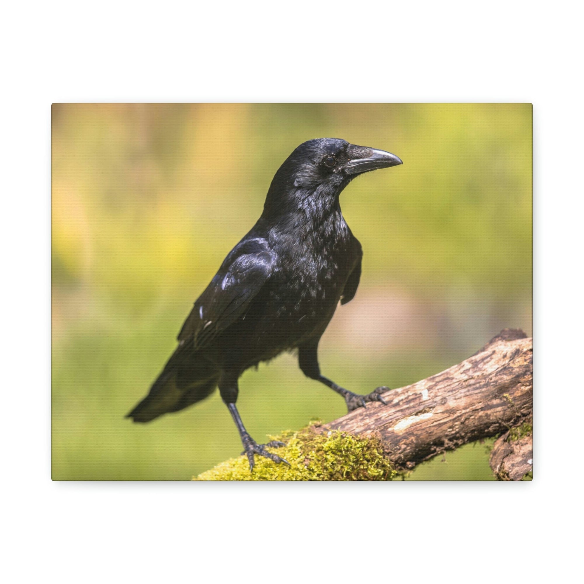 Scripture Walls Majestic Crow Art Majestic Crow Print Animal Wall Art Wildlife Canvas Prints Wall Art Ready to Hang Unframed-Express Your Love Gifts