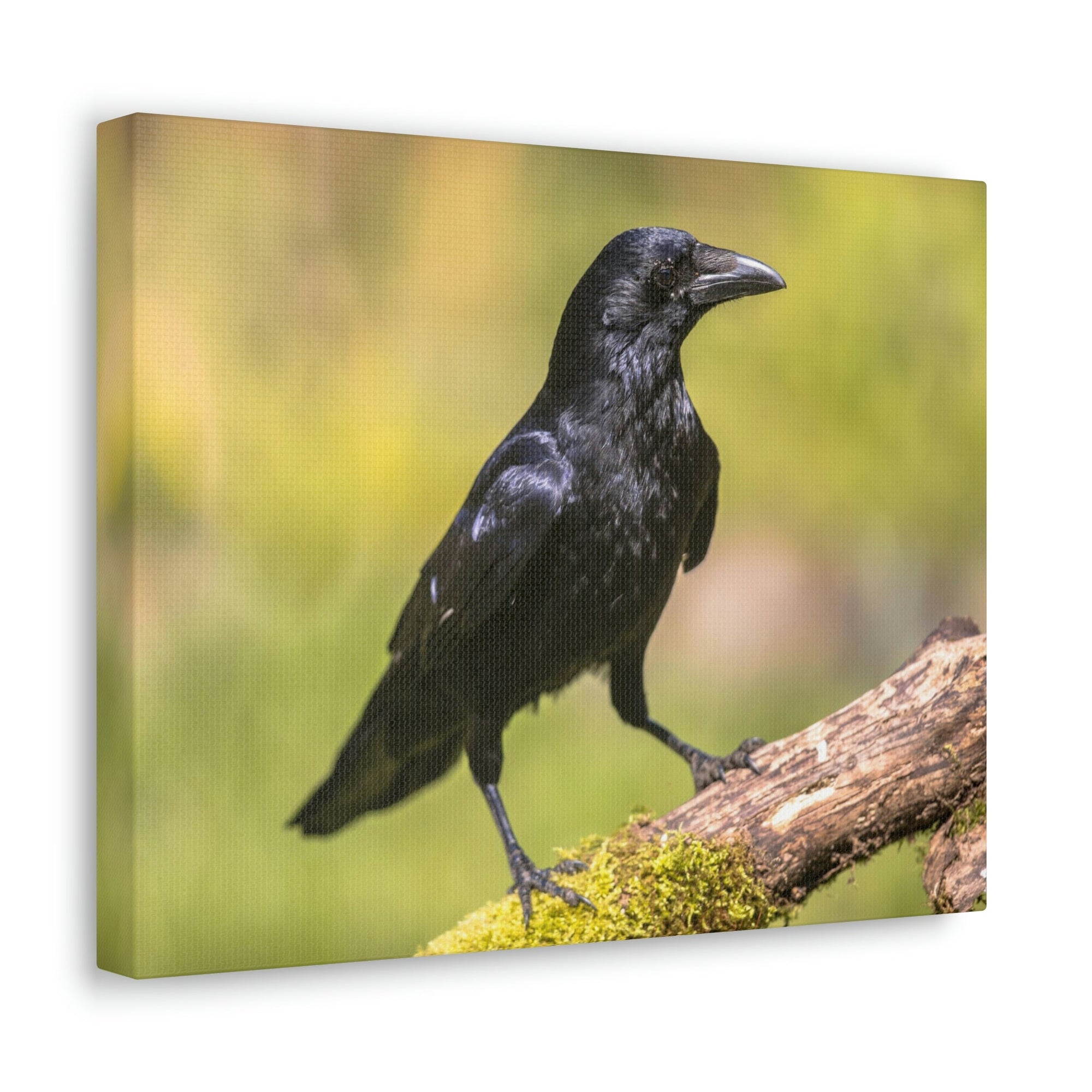 Scripture Walls Majestic Crow Art Majestic Crow Print Animal Wall Art Wildlife Canvas Prints Wall Art Ready to Hang Unframed-Express Your Love Gifts