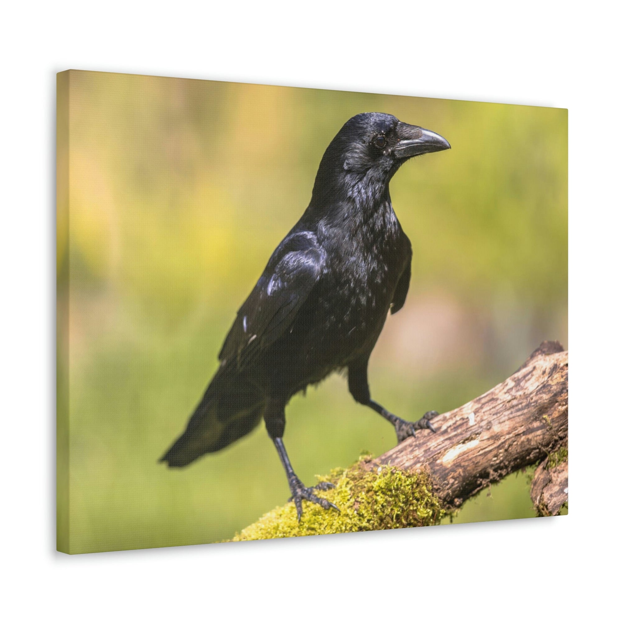 Scripture Walls Majestic Crow Art Majestic Crow Print Animal Wall Art Wildlife Canvas Prints Wall Art Ready to Hang Unframed-Express Your Love Gifts