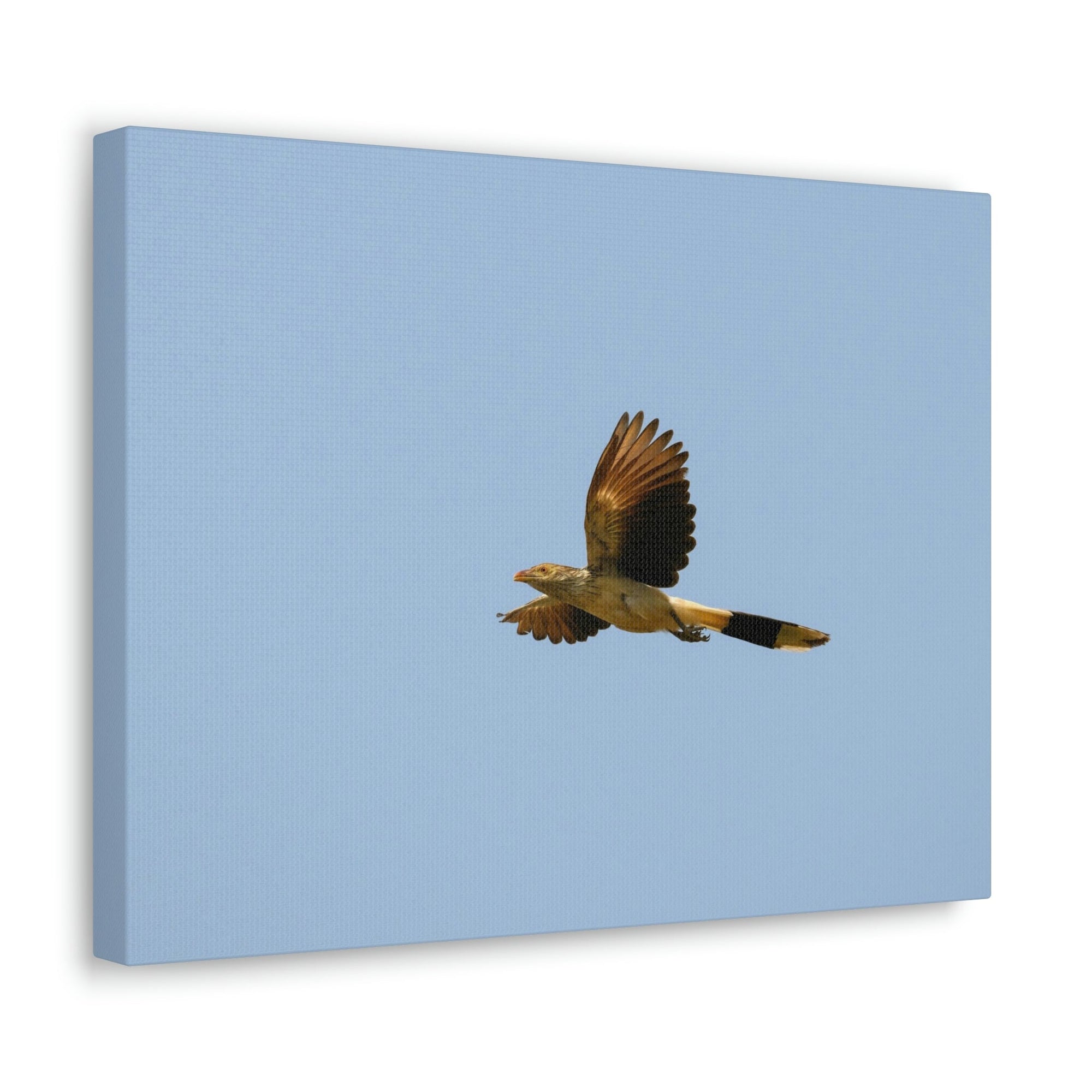 Scripture Walls Majestic Cuckoo Bird Flying Free Print Animal Wall Art Wildlife Canvas Prints Wall Art Ready to Hang Unframed-Express Your Love Gifts