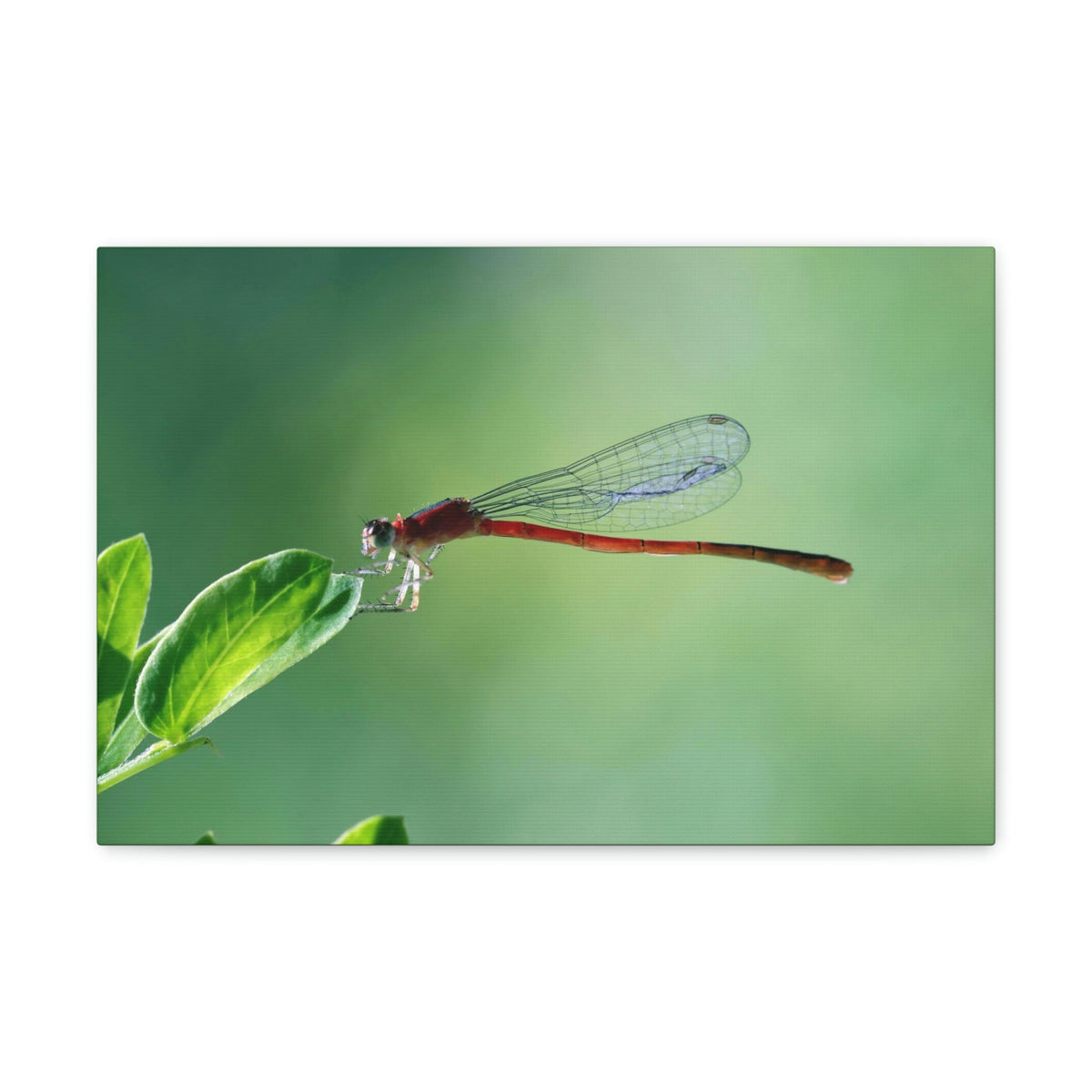 Scripture Walls Majestic Damselfly Perched on a Green Leaf Art Print Animal Wall Art Wildlife Canvas Prints Wall Art Ready to Hang Unframed-Express Your Love Gifts