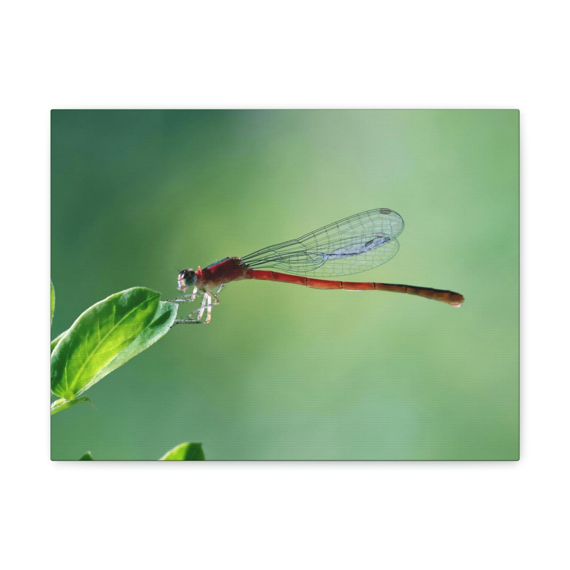 Scripture Walls Majestic Damselfly Perched on a Green Leaf Art Print Animal Wall Art Wildlife Canvas Prints Wall Art Ready to Hang Unframed-Express Your Love Gifts