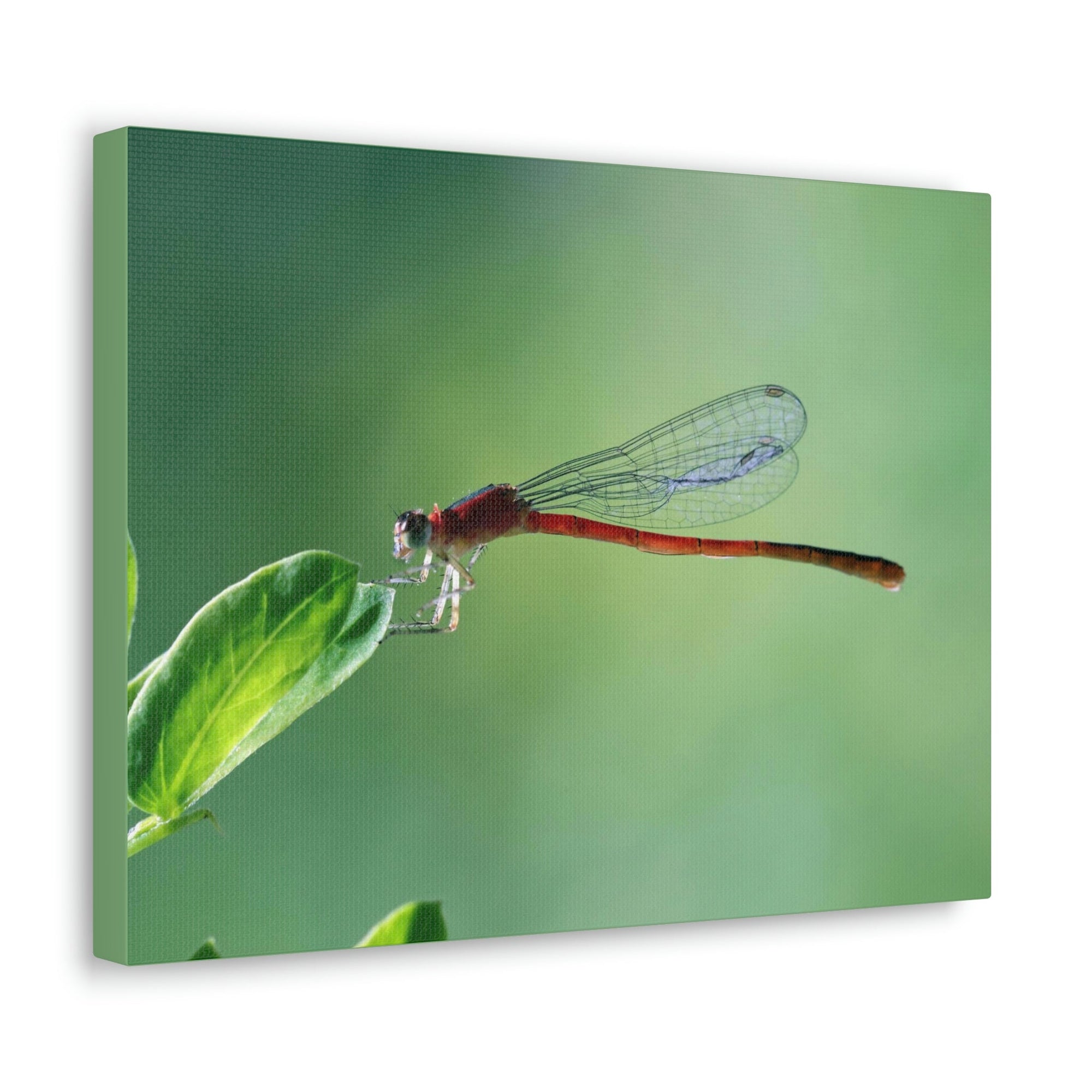 Scripture Walls Majestic Damselfly Perched on a Green Leaf Art Print Animal Wall Art Wildlife Canvas Prints Wall Art Ready to Hang Unframed-Express Your Love Gifts