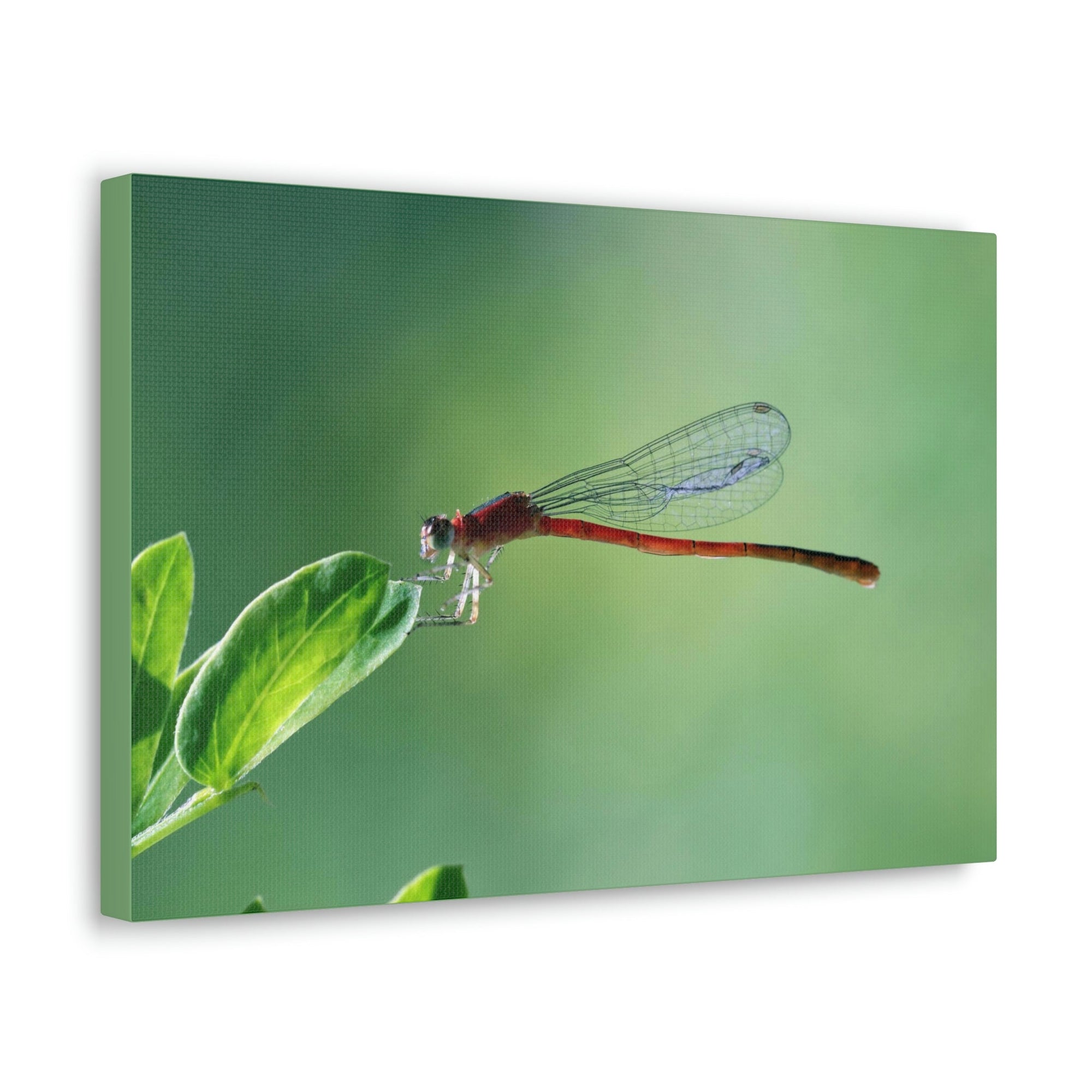 Scripture Walls Majestic Damselfly Perched on a Green Leaf Art Print Animal Wall Art Wildlife Canvas Prints Wall Art Ready to Hang Unframed-Express Your Love Gifts