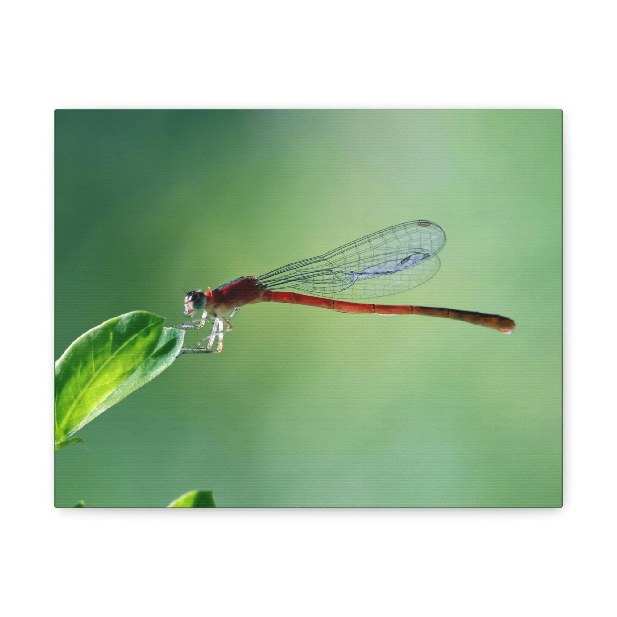 Scripture Walls Majestic Damselfly Perched on a Green Leaf Art Print Animal Wall Art Wildlife Canvas Prints Wall Art Ready to Hang Unframed-Express Your Love Gifts