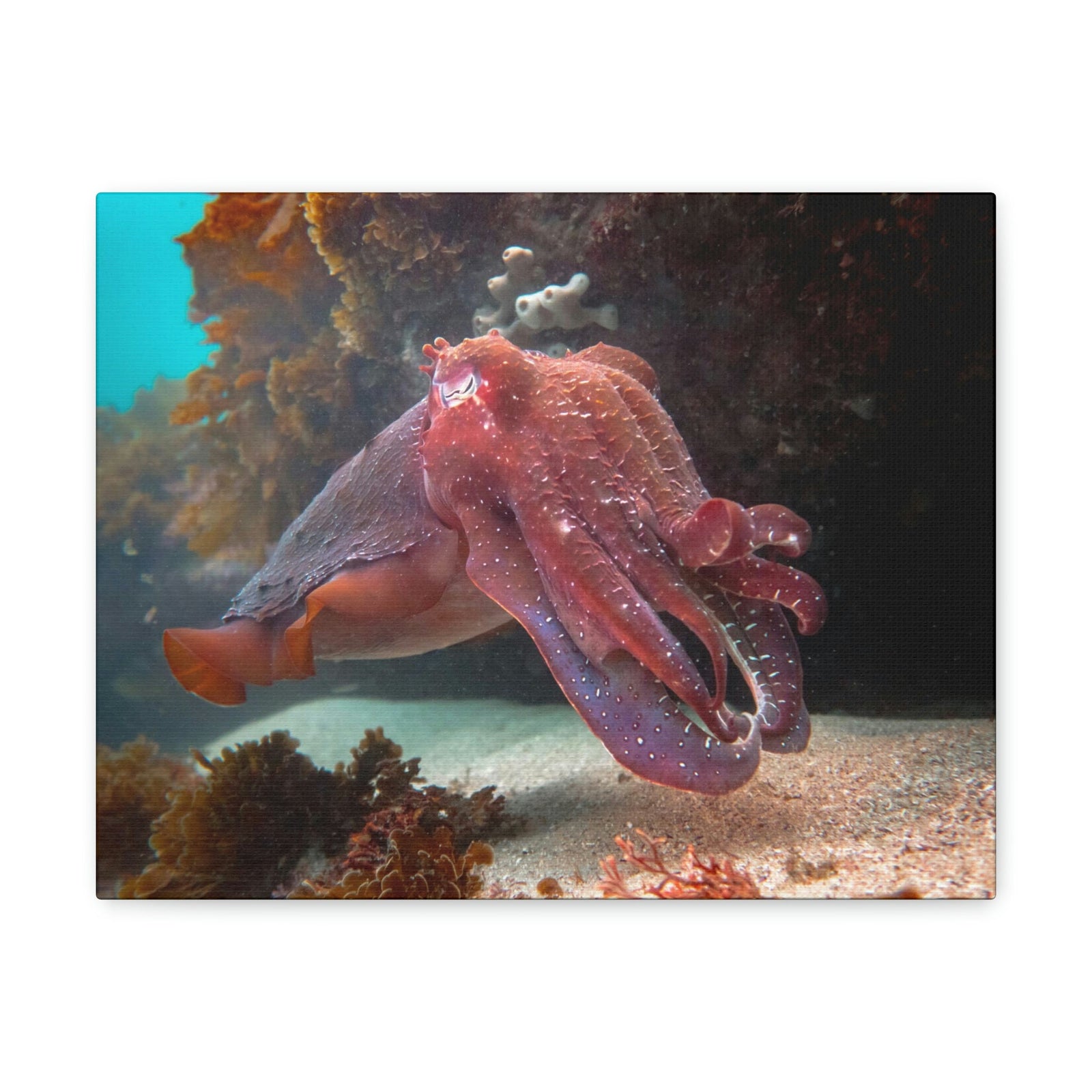 Scripture Walls Majestic Giant Cuttlefish Floating in the Ocean Print Animal Wall Art Wildlife Canvas Prints Wall Art Ready to Hang Unframed-Express Your Love Gifts