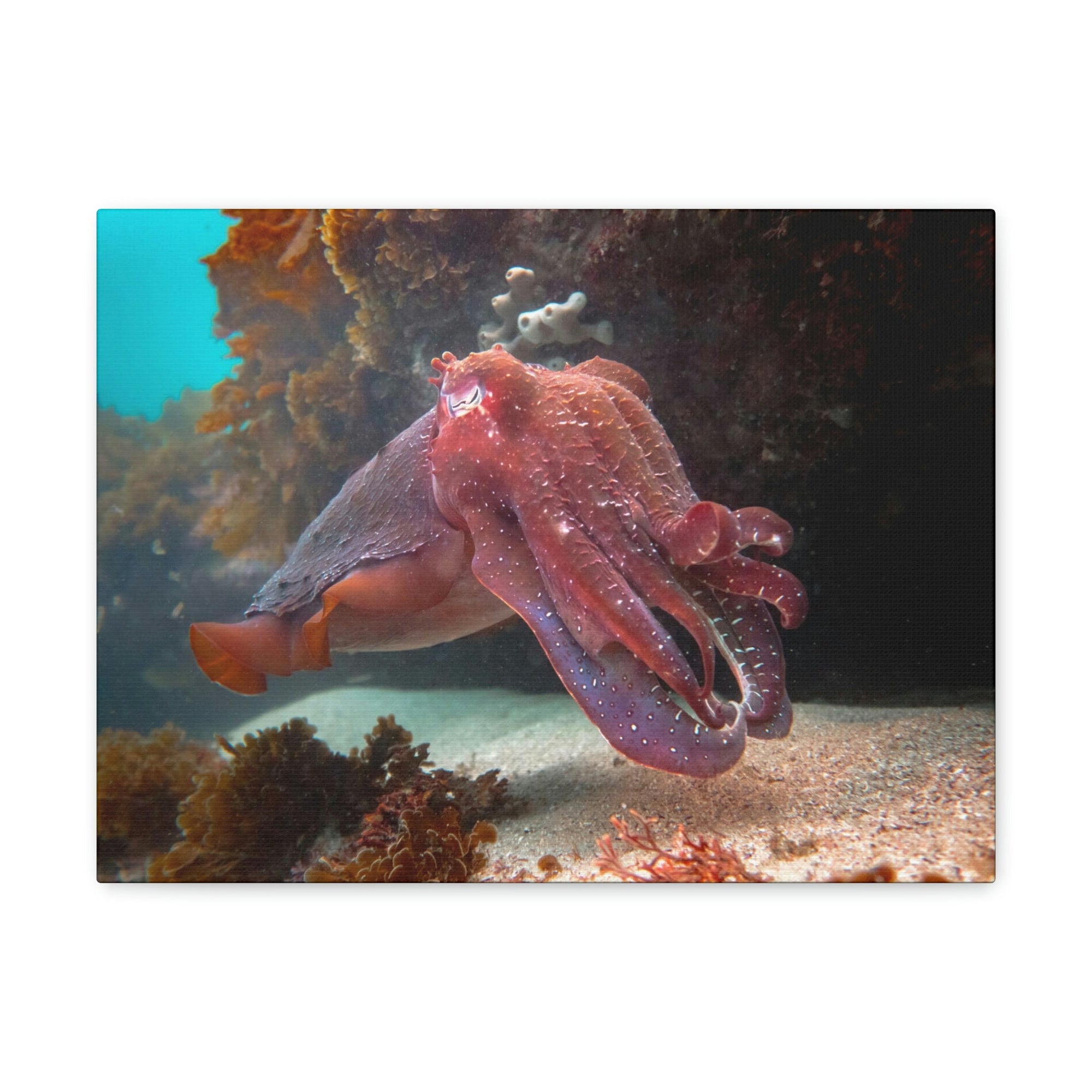 Scripture Walls Majestic Giant Cuttlefish Floating in the Ocean Print Animal Wall Art Wildlife Canvas Prints Wall Art Ready to Hang Unframed-Express Your Love Gifts