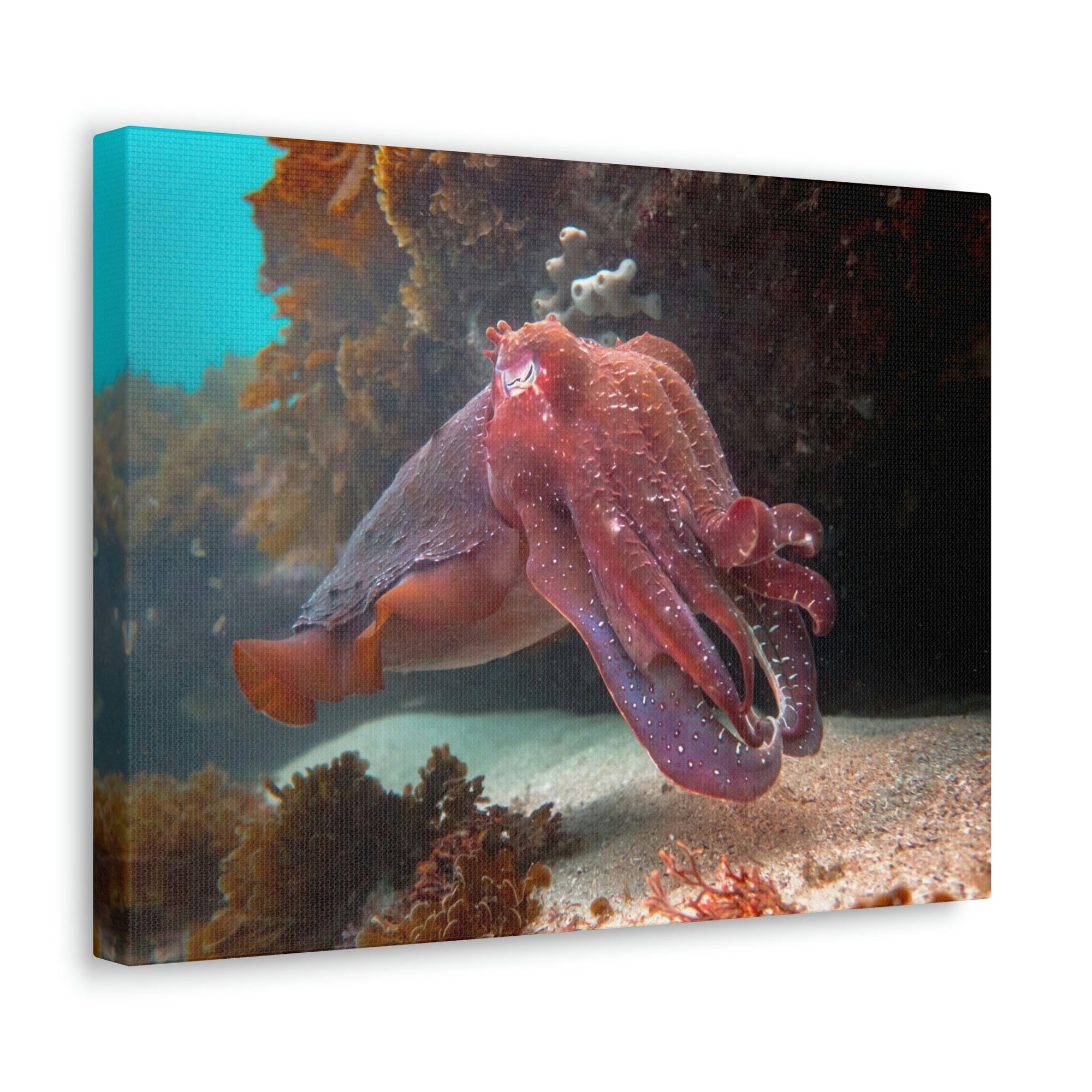 Scripture Walls Majestic Giant Cuttlefish Floating in the Ocean Print Animal Wall Art Wildlife Canvas Prints Wall Art Ready to Hang Unframed-Express Your Love Gifts