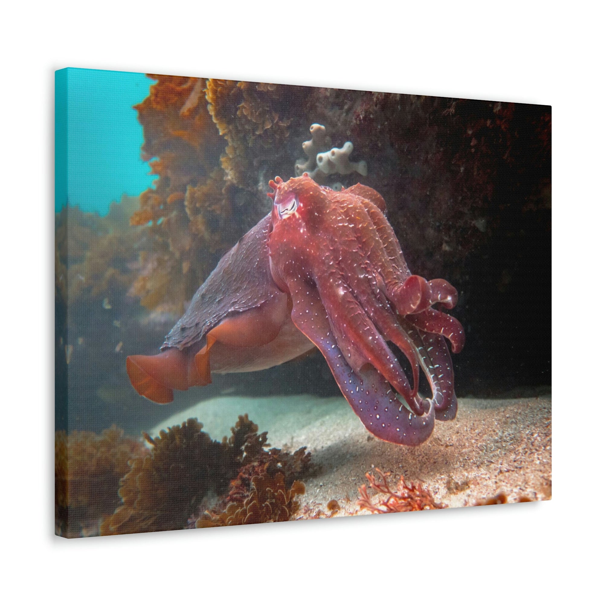 Scripture Walls Majestic Giant Cuttlefish Floating in the Ocean Print Animal Wall Art Wildlife Canvas Prints Wall Art Ready to Hang Unframed-Express Your Love Gifts