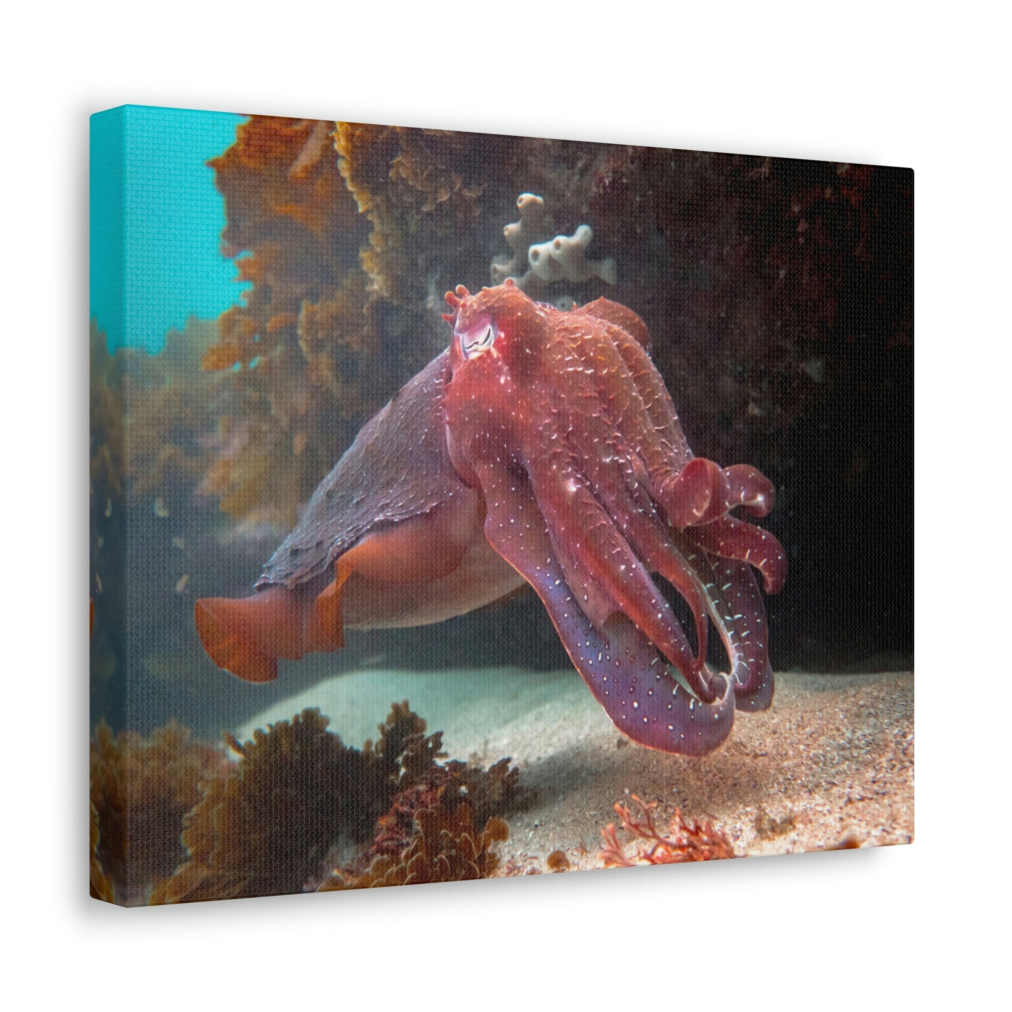 Scripture Walls Majestic Giant Cuttlefish Floating in the Ocean Print Animal Wall Art Wildlife Canvas Prints Wall Art Ready to Hang Unframed-Express Your Love Gifts