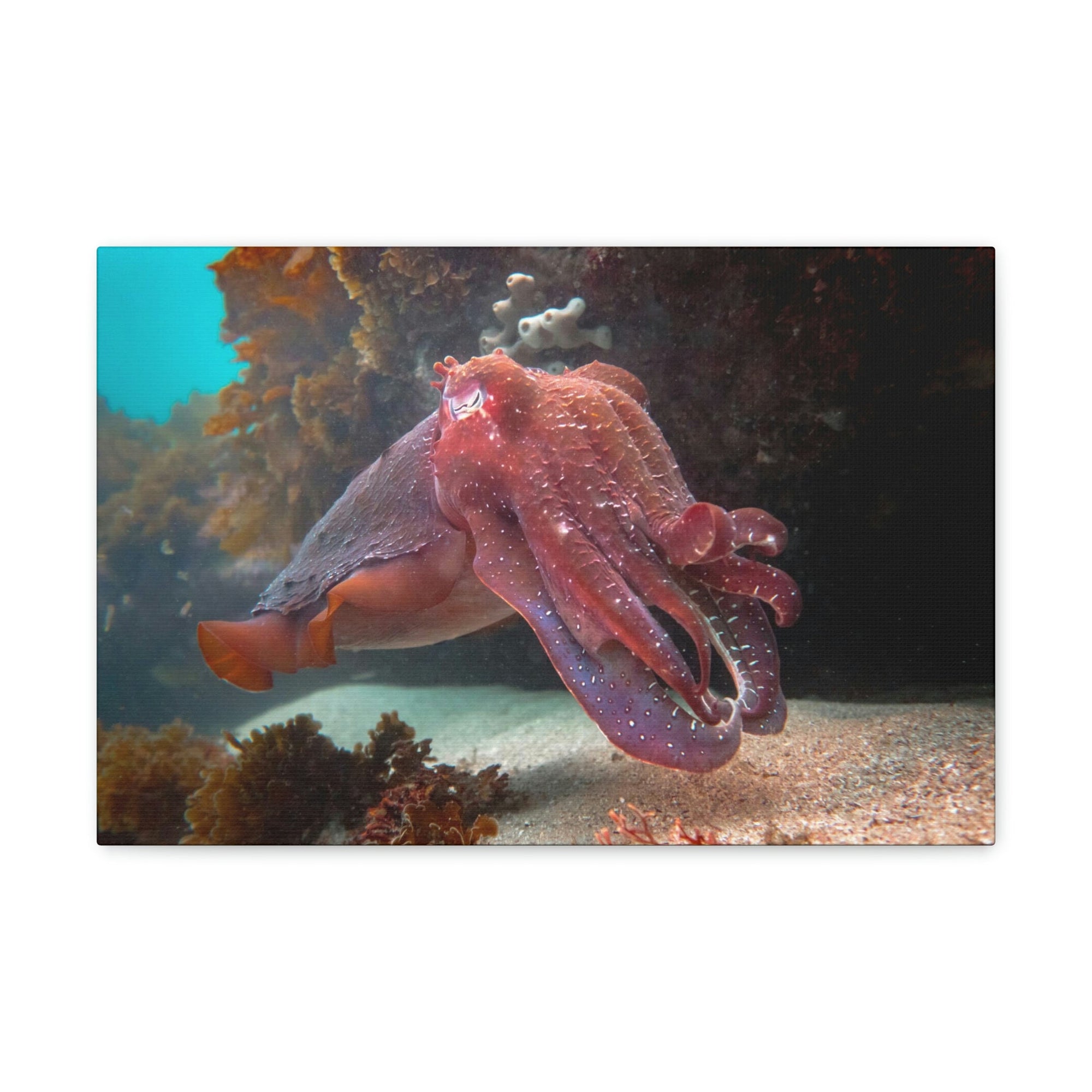 Scripture Walls Majestic Giant Cuttlefish Floating in the Ocean Print Animal Wall Art Wildlife Canvas Prints Wall Art Ready to Hang Unframed-Express Your Love Gifts