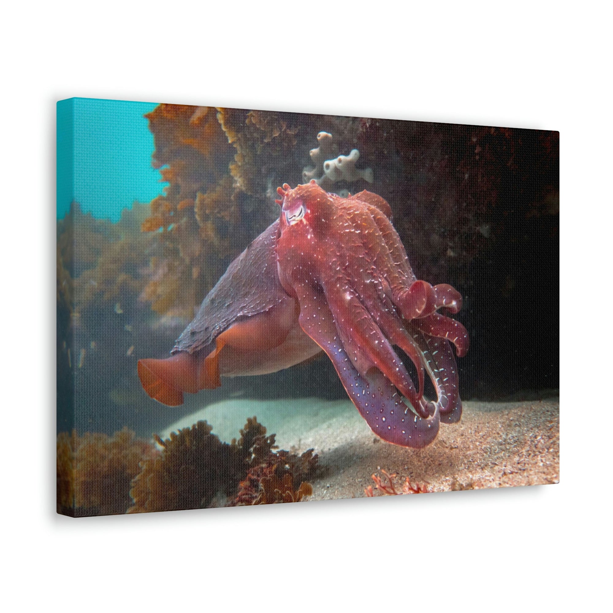 Scripture Walls Majestic Giant Cuttlefish Floating in the Ocean Print Animal Wall Art Wildlife Canvas Prints Wall Art Ready to Hang Unframed-Express Your Love Gifts