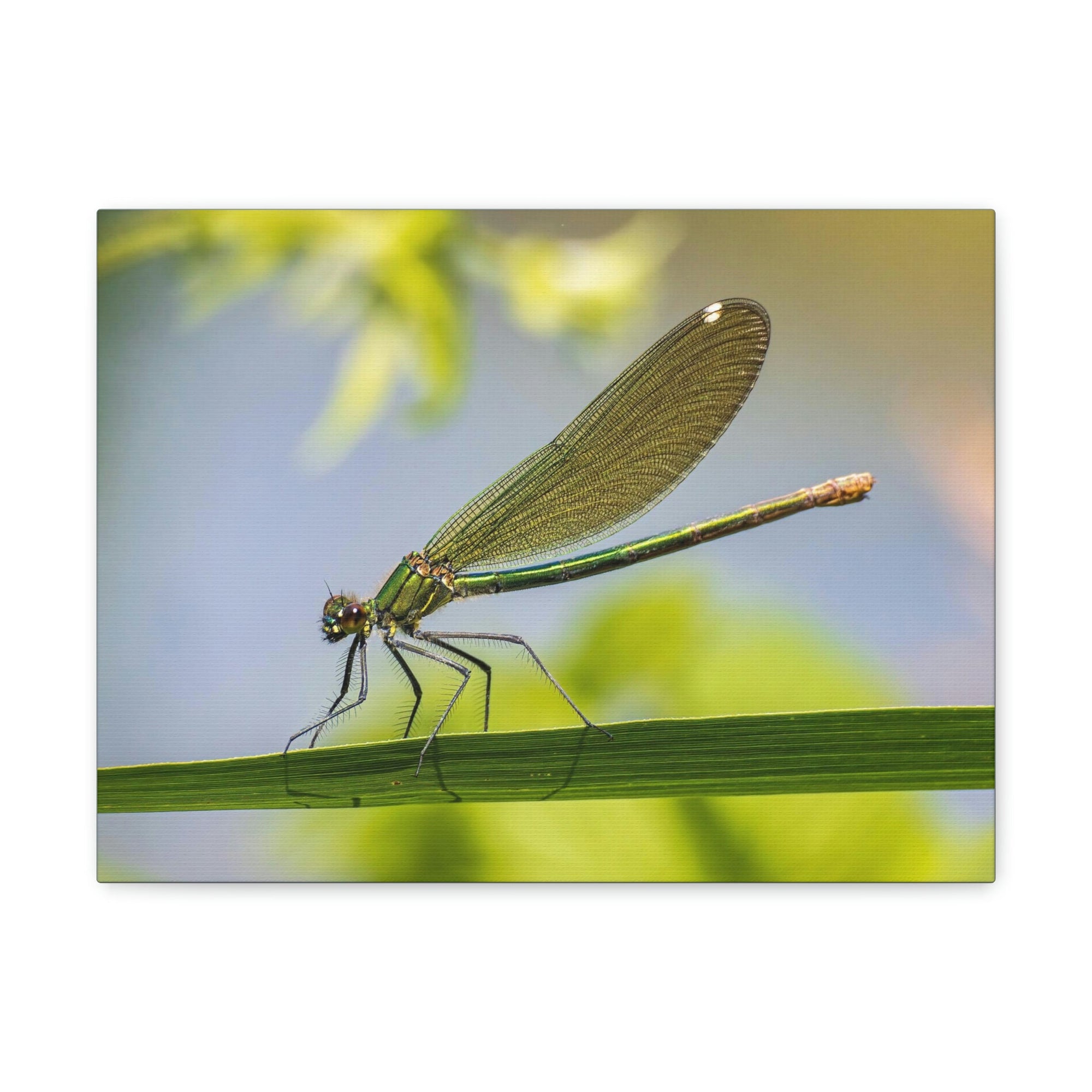 Scripture Walls Majestic Golden Damsel Close Up View Print Animal Wall Art Wildlife Canvas Prints Wall Art Ready to Hang Unframed-Express Your Love Gifts