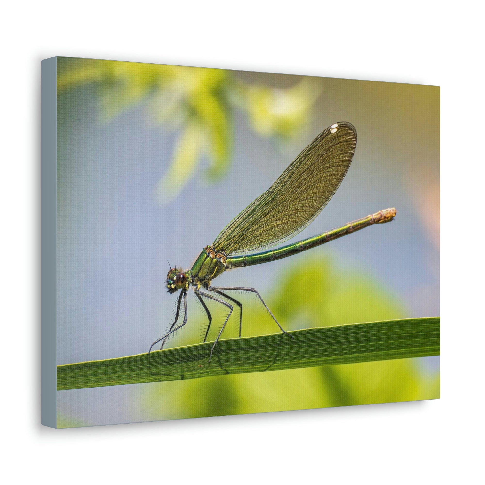 Scripture Walls Majestic Golden Damsel Close Up View Print Animal Wall Art Wildlife Canvas Prints Wall Art Ready to Hang Unframed-Express Your Love Gifts