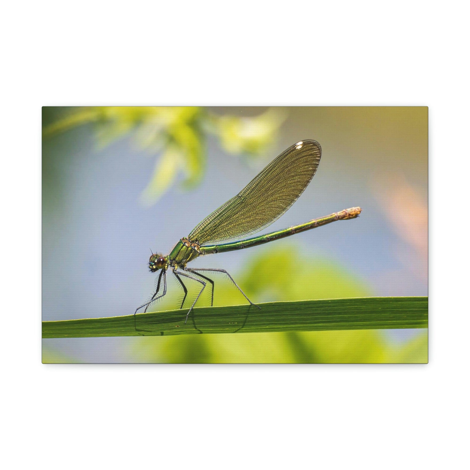 Scripture Walls Majestic Golden Damsel Close Up View Print Animal Wall Art Wildlife Canvas Prints Wall Art Ready to Hang Unframed-Express Your Love Gifts