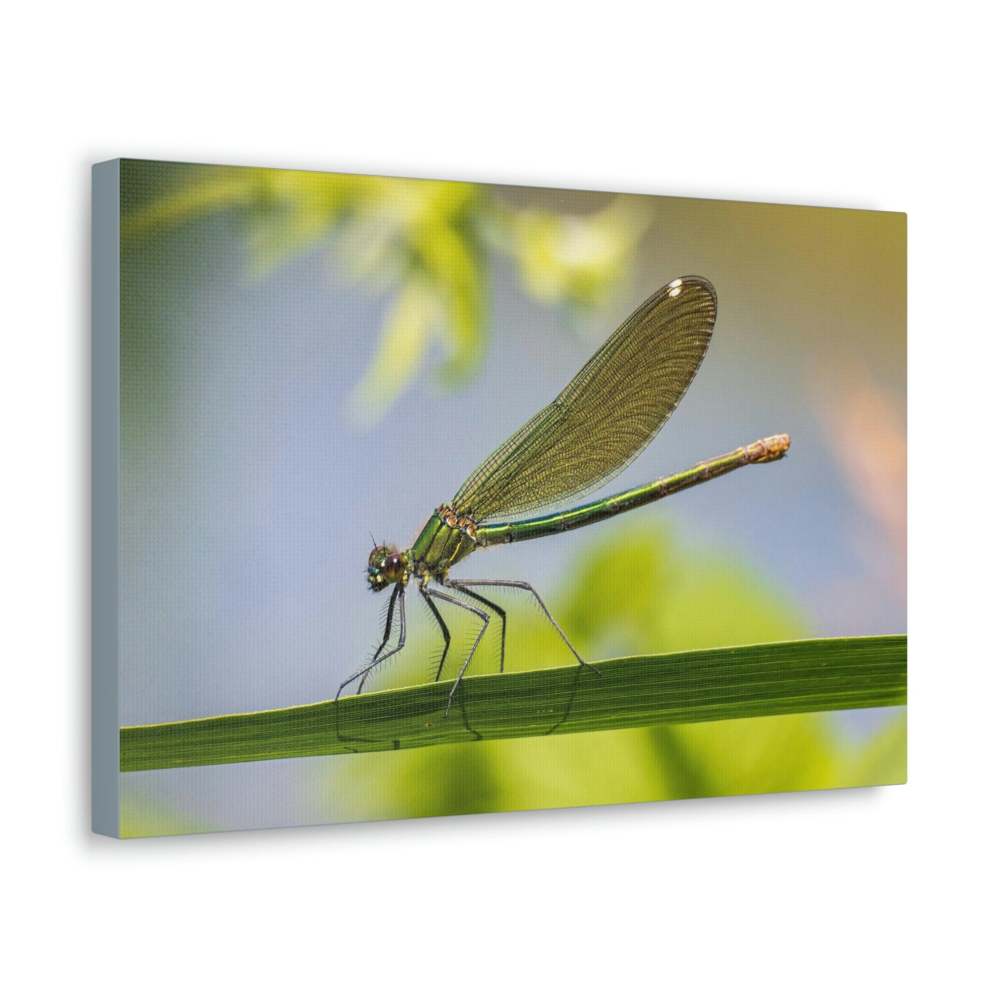 Scripture Walls Majestic Golden Damsel Close Up View Print Animal Wall Art Wildlife Canvas Prints Wall Art Ready to Hang Unframed-Express Your Love Gifts