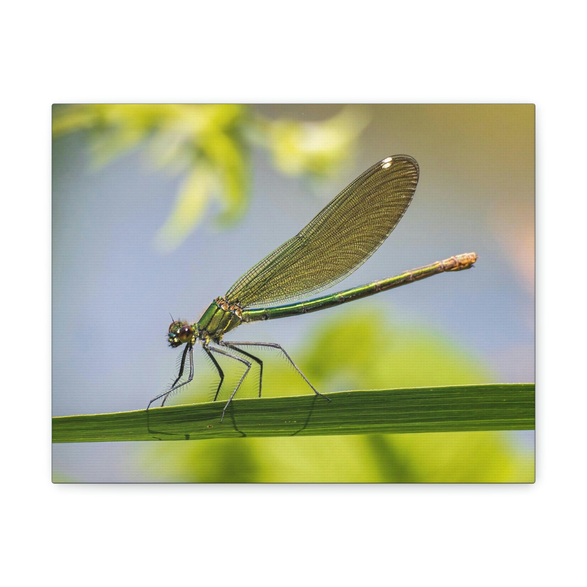 Scripture Walls Majestic Golden Damsel Close Up View Print Animal Wall Art Wildlife Canvas Prints Wall Art Ready to Hang Unframed-Express Your Love Gifts