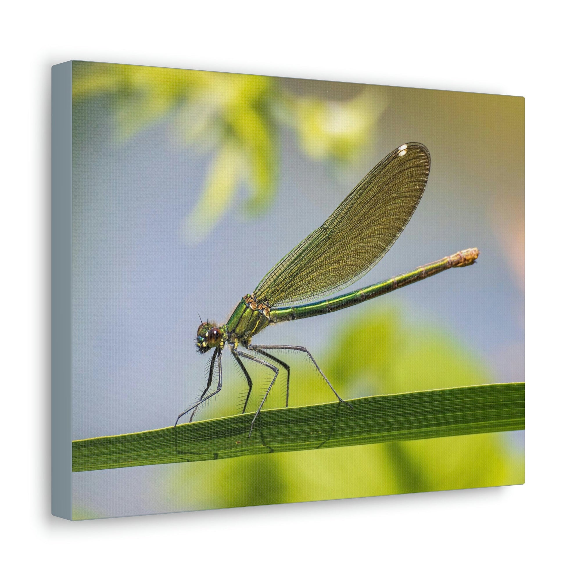 Scripture Walls Majestic Golden Damsel Close Up View Print Animal Wall Art Wildlife Canvas Prints Wall Art Ready to Hang Unframed-Express Your Love Gifts