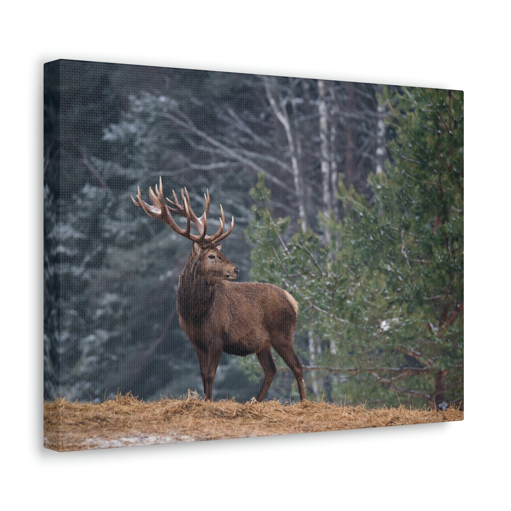 Scripture Walls Majestic Graet Adult Deer Print Animal Wall Art Wildlife Canvas Prints Wall Art Ready to Hang Unframed-Express Your Love Gifts