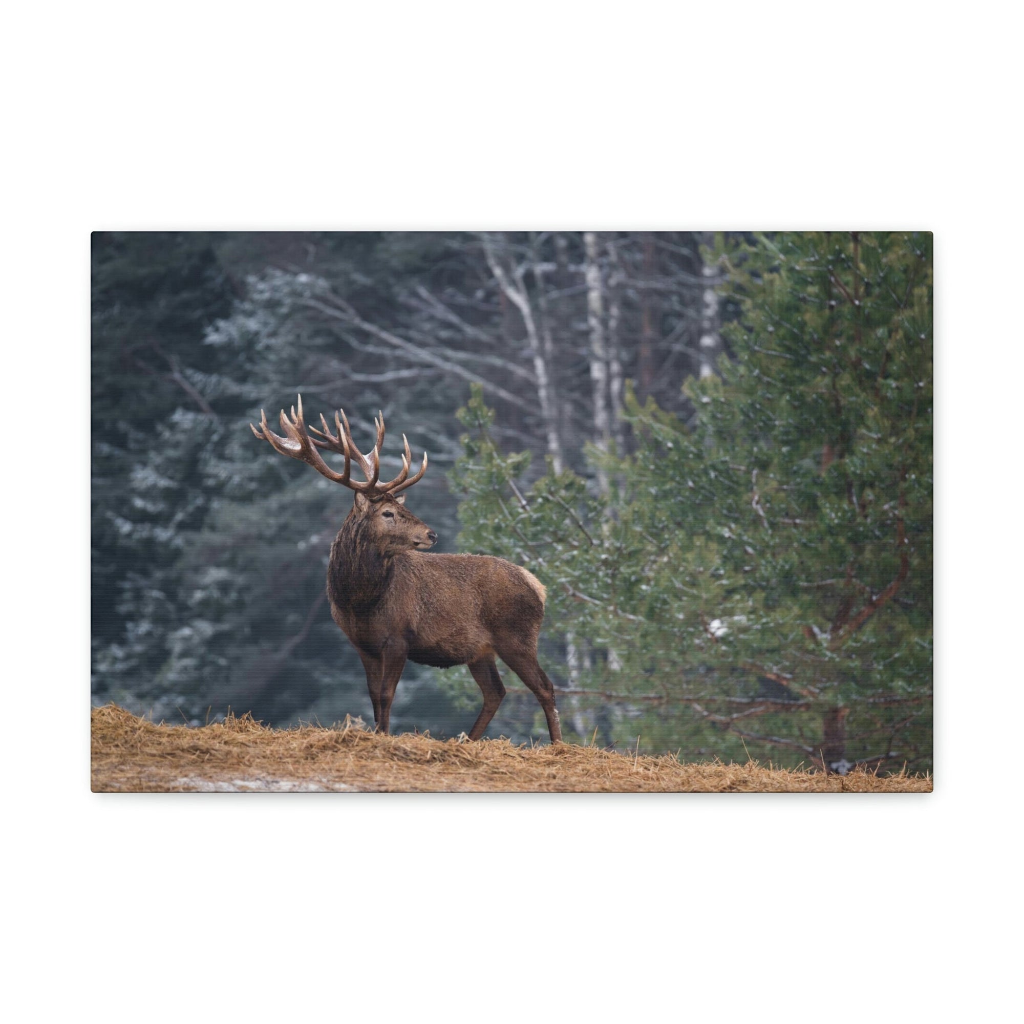 Scripture Walls Majestic Graet Adult Deer Print Animal Wall Art Wildlife Canvas Prints Wall Art Ready to Hang Unframed-Express Your Love Gifts