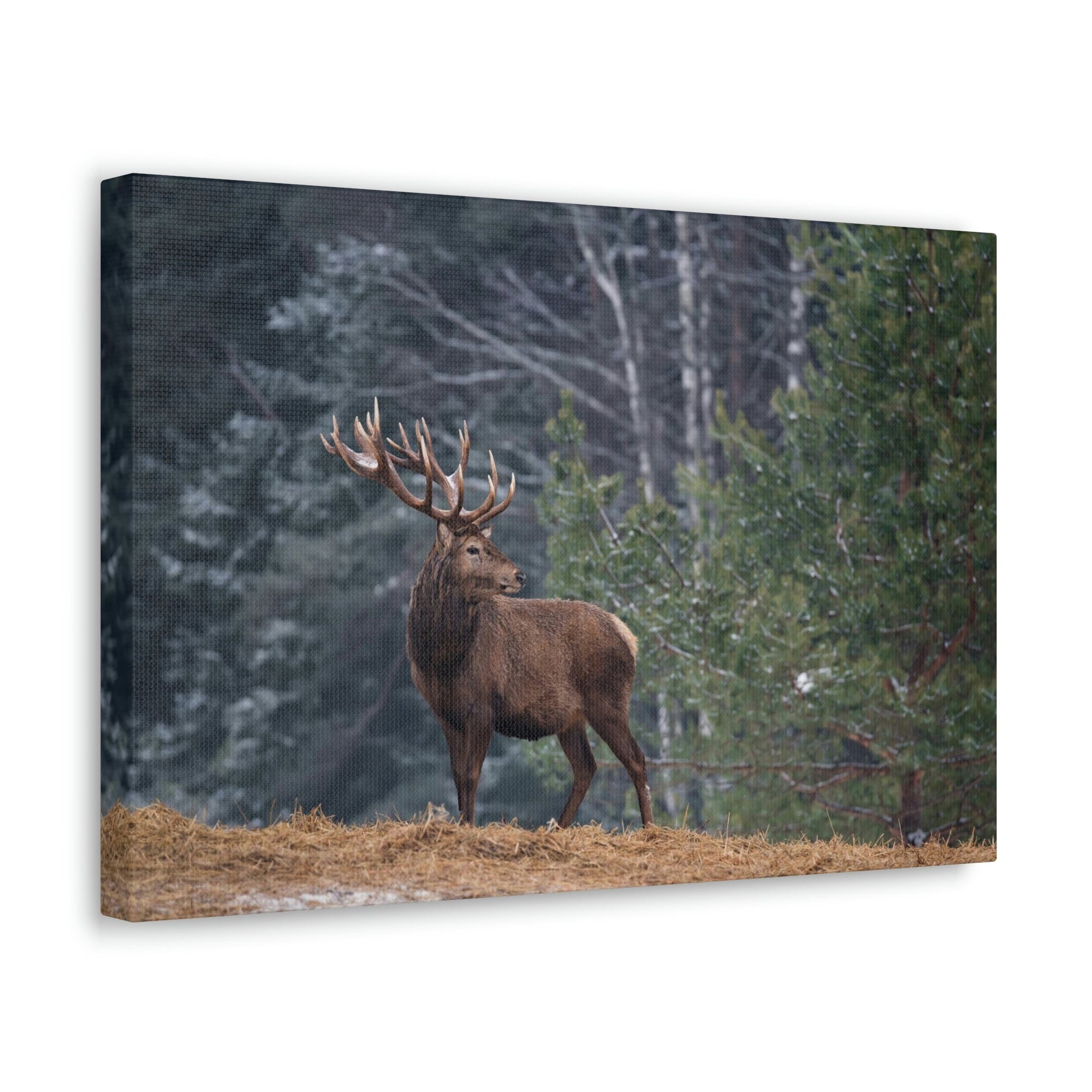 Scripture Walls Majestic Graet Adult Deer Print Animal Wall Art Wildlife Canvas Prints Wall Art Ready to Hang Unframed-Express Your Love Gifts