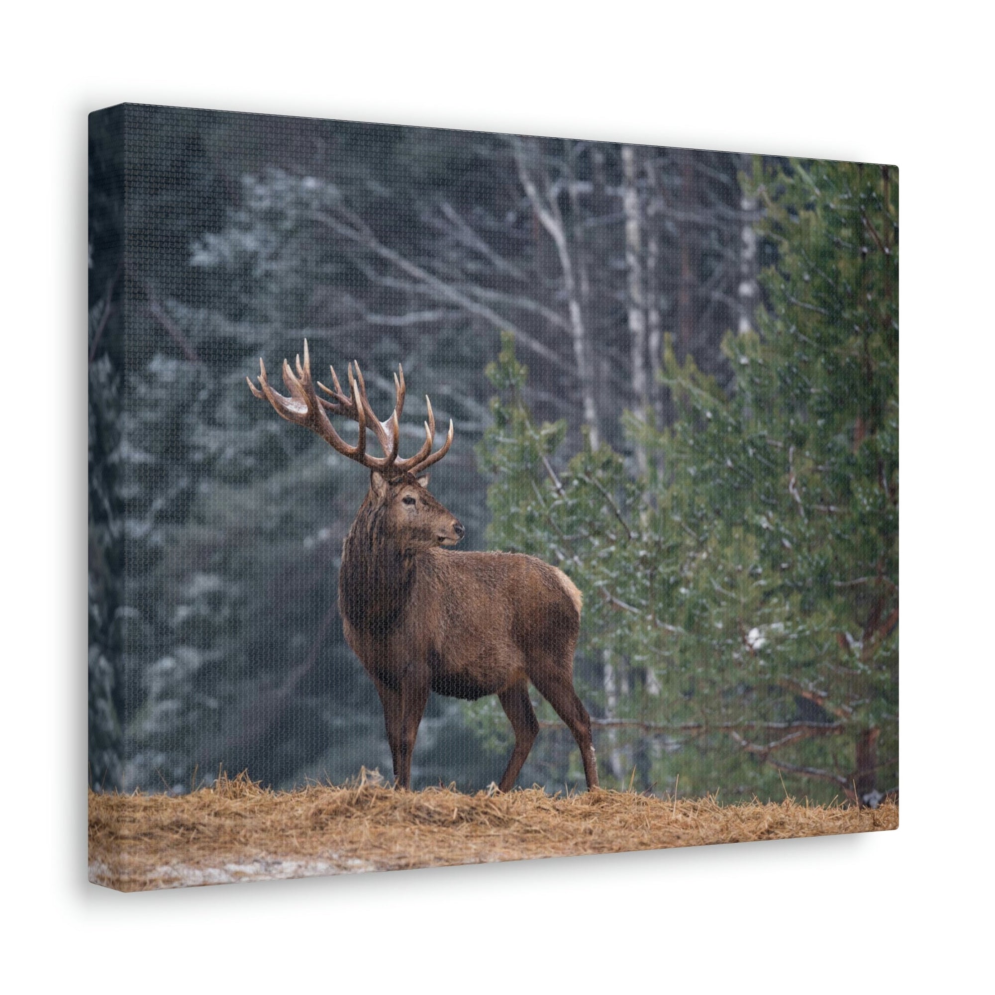 Scripture Walls Majestic Graet Adult Deer Print Animal Wall Art Wildlife Canvas Prints Wall Art Ready to Hang Unframed-Express Your Love Gifts