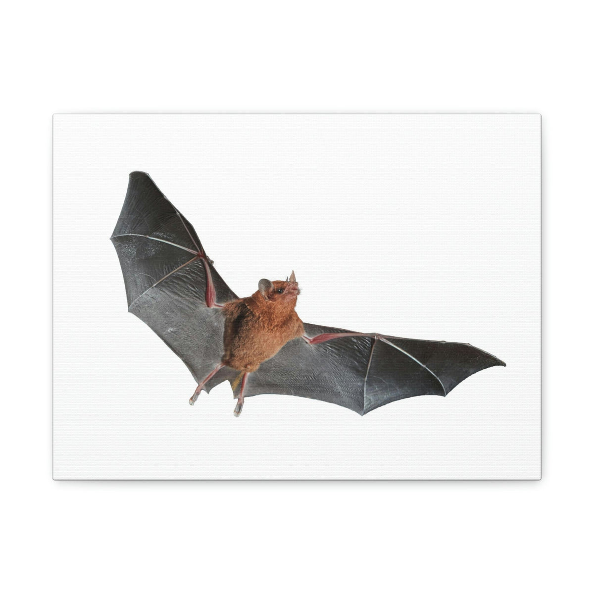 Scripture Walls Majestic Indoor Bat Print Animal Wall Art Wildlife Canvas Prints Wall Art Ready to Hang Unframed-Express Your Love Gifts