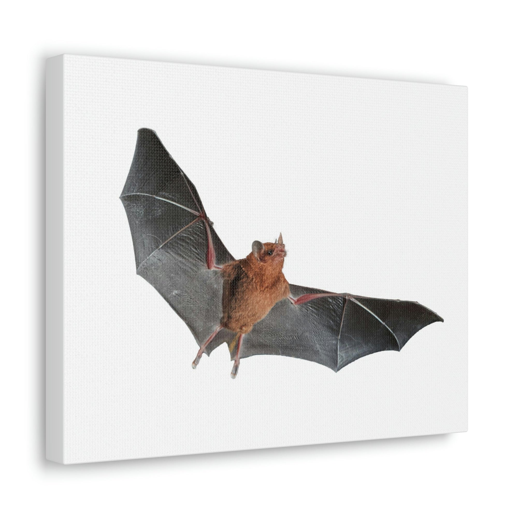 Scripture Walls Majestic Indoor Bat Print Animal Wall Art Wildlife Canvas Prints Wall Art Ready to Hang Unframed-Express Your Love Gifts