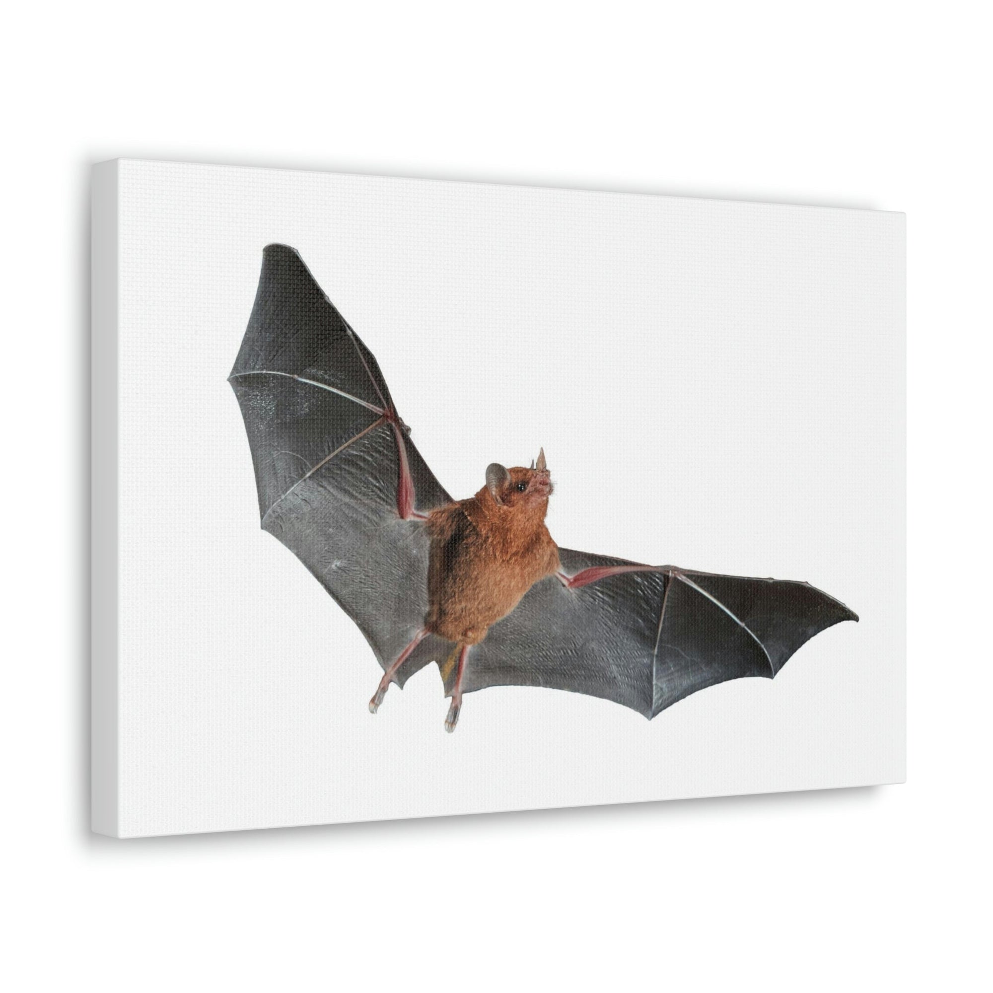 Scripture Walls Majestic Indoor Bat Print Animal Wall Art Wildlife Canvas Prints Wall Art Ready to Hang Unframed-Express Your Love Gifts