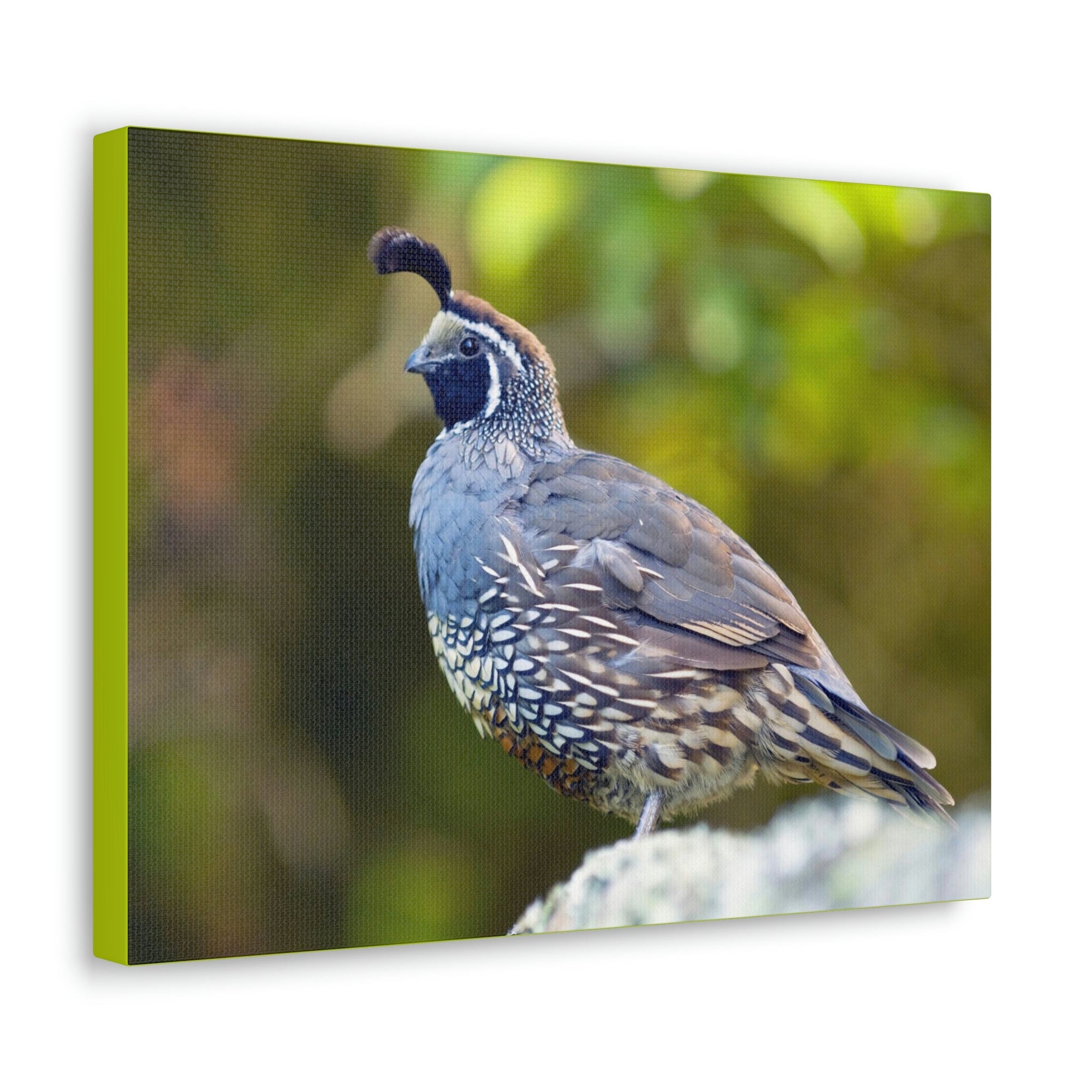 Scripture Walls Majestic Quail Art Majestic Quail Print Animal Wall Art Wildlife Canvas Prints Wall Art Ready to Hang Unframed-Express Your Love Gifts