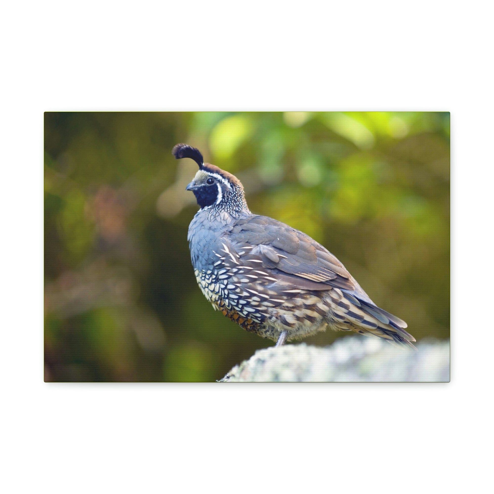 Scripture Walls Majestic Quail Art Majestic Quail Print Animal Wall Art Wildlife Canvas Prints Wall Art Ready to Hang Unframed-Express Your Love Gifts