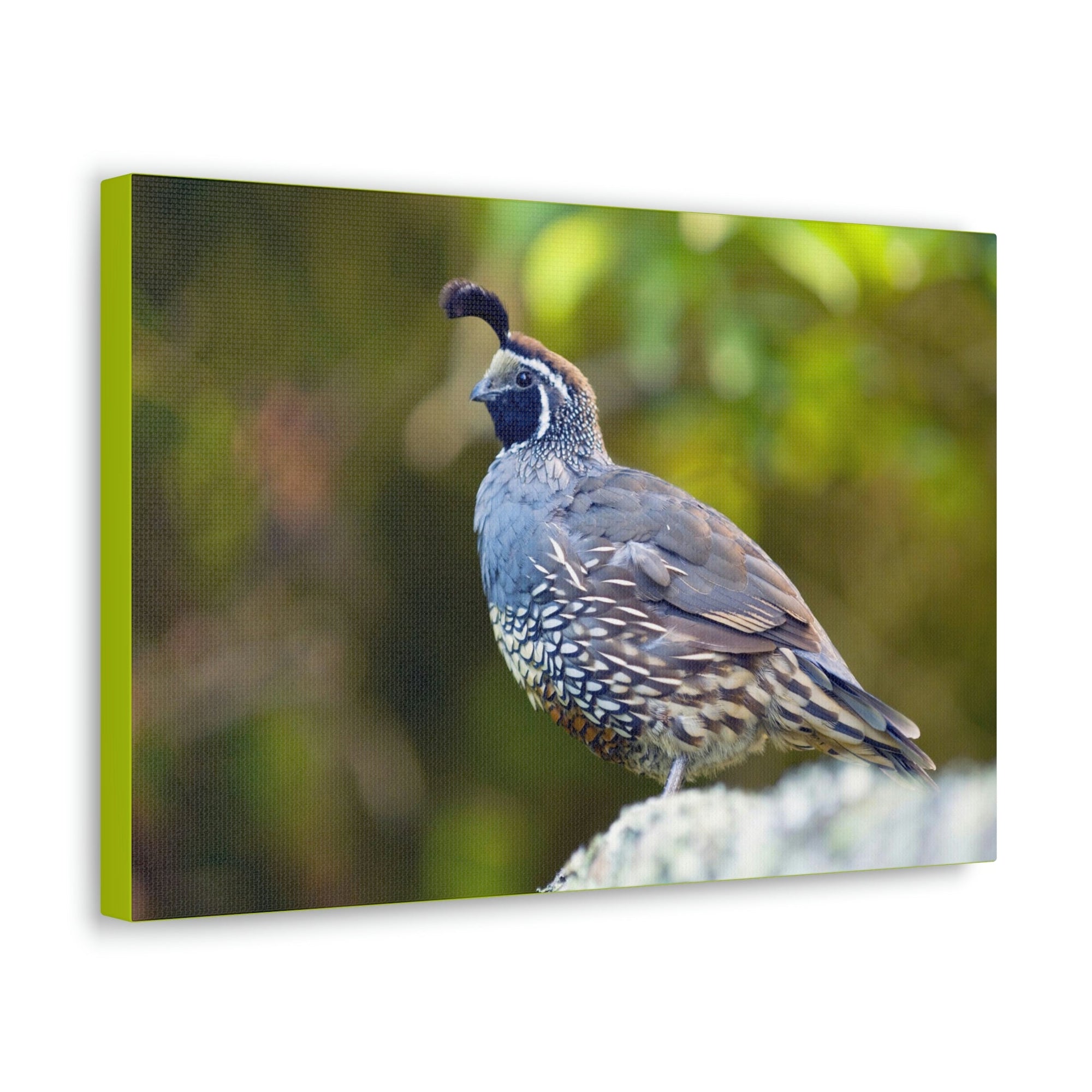 Scripture Walls Majestic Quail Art Majestic Quail Print Animal Wall Art Wildlife Canvas Prints Wall Art Ready to Hang Unframed-Express Your Love Gifts