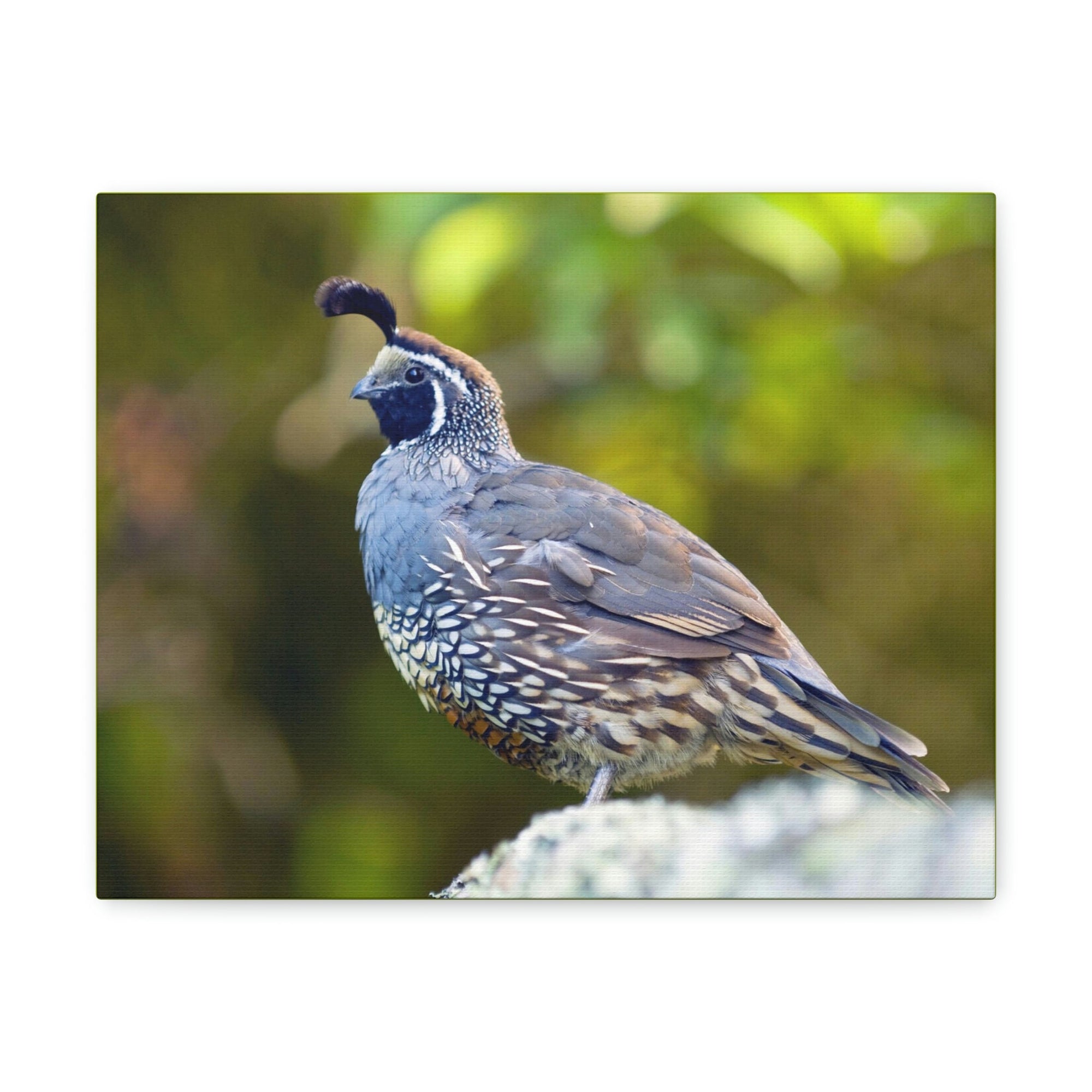 Scripture Walls Majestic Quail Art Majestic Quail Print Animal Wall Art Wildlife Canvas Prints Wall Art Ready to Hang Unframed-Express Your Love Gifts