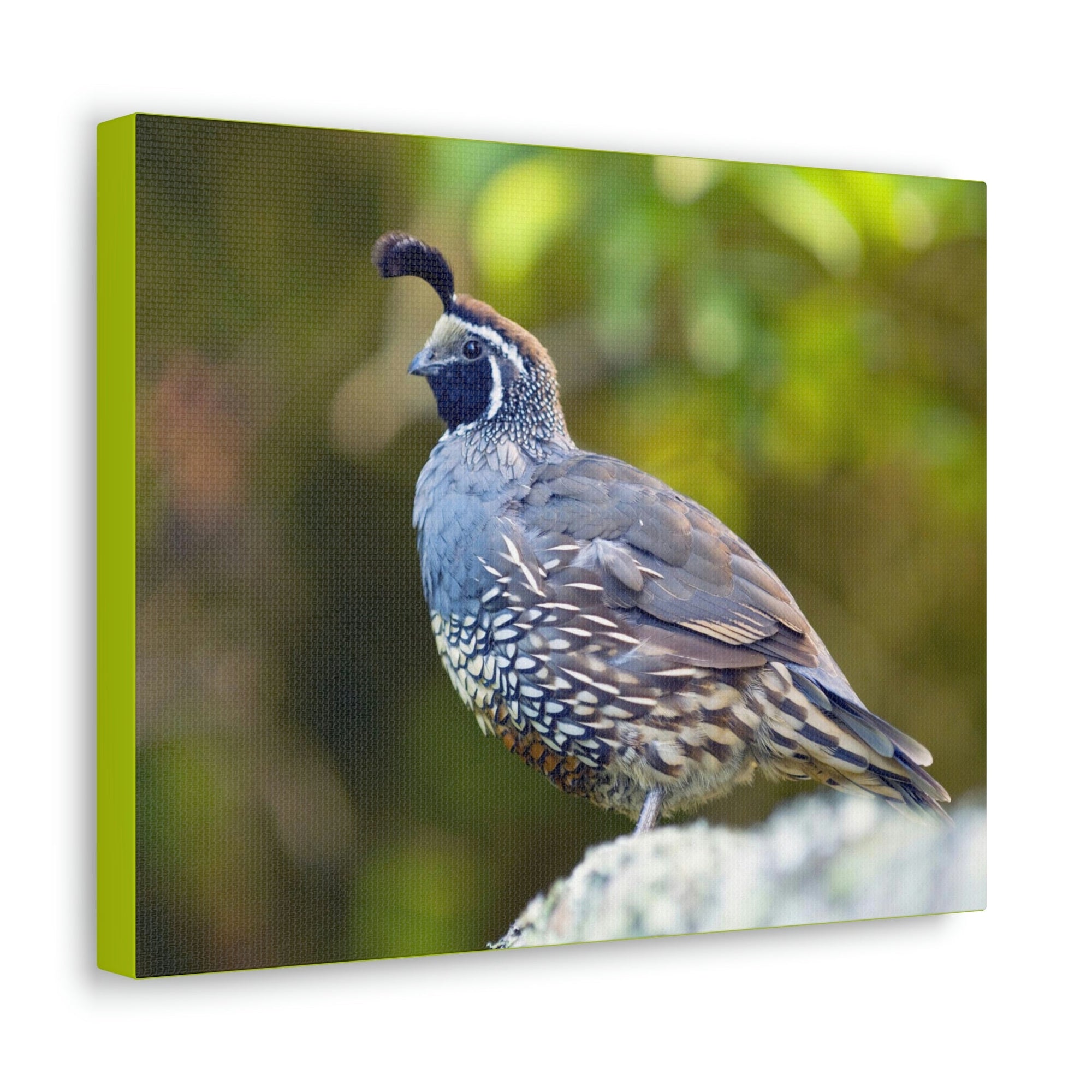 Scripture Walls Majestic Quail Art Majestic Quail Print Animal Wall Art Wildlife Canvas Prints Wall Art Ready to Hang Unframed-Express Your Love Gifts