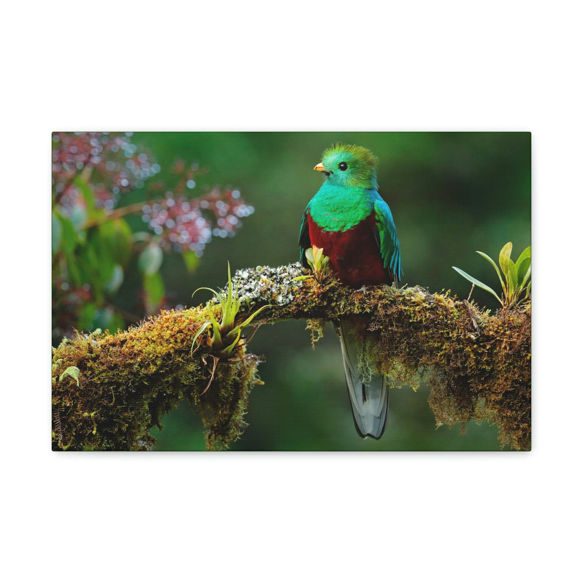 Scripture Walls Majestic Quetzal Art Majestic Quetzal Print Animal Wall Art Wildlife Canvas Prints Wall Art Ready to Hang Unframed-Express Your Love Gifts