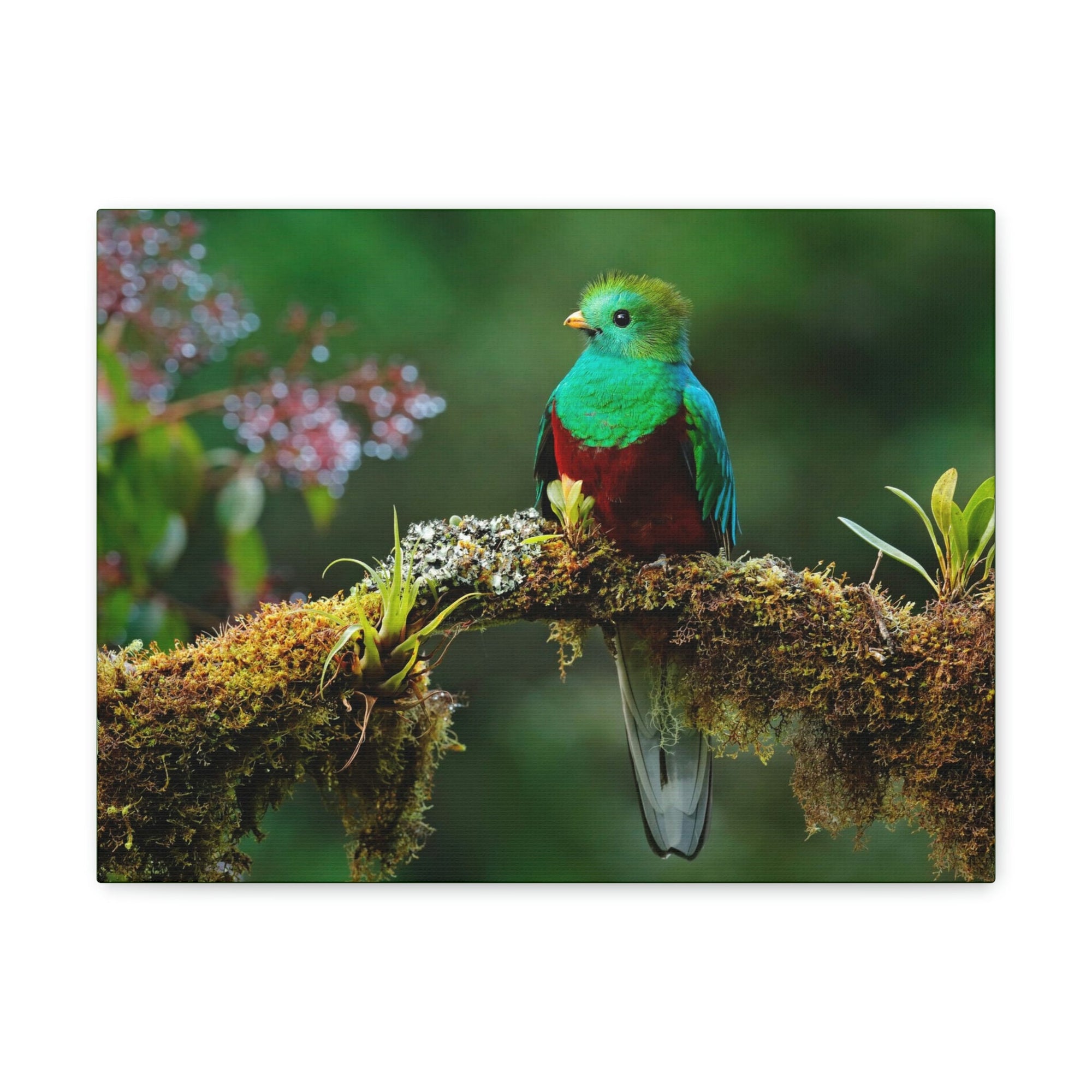 Scripture Walls Majestic Quetzal Art Majestic Quetzal Print Animal Wall Art Wildlife Canvas Prints Wall Art Ready to Hang Unframed-Express Your Love Gifts