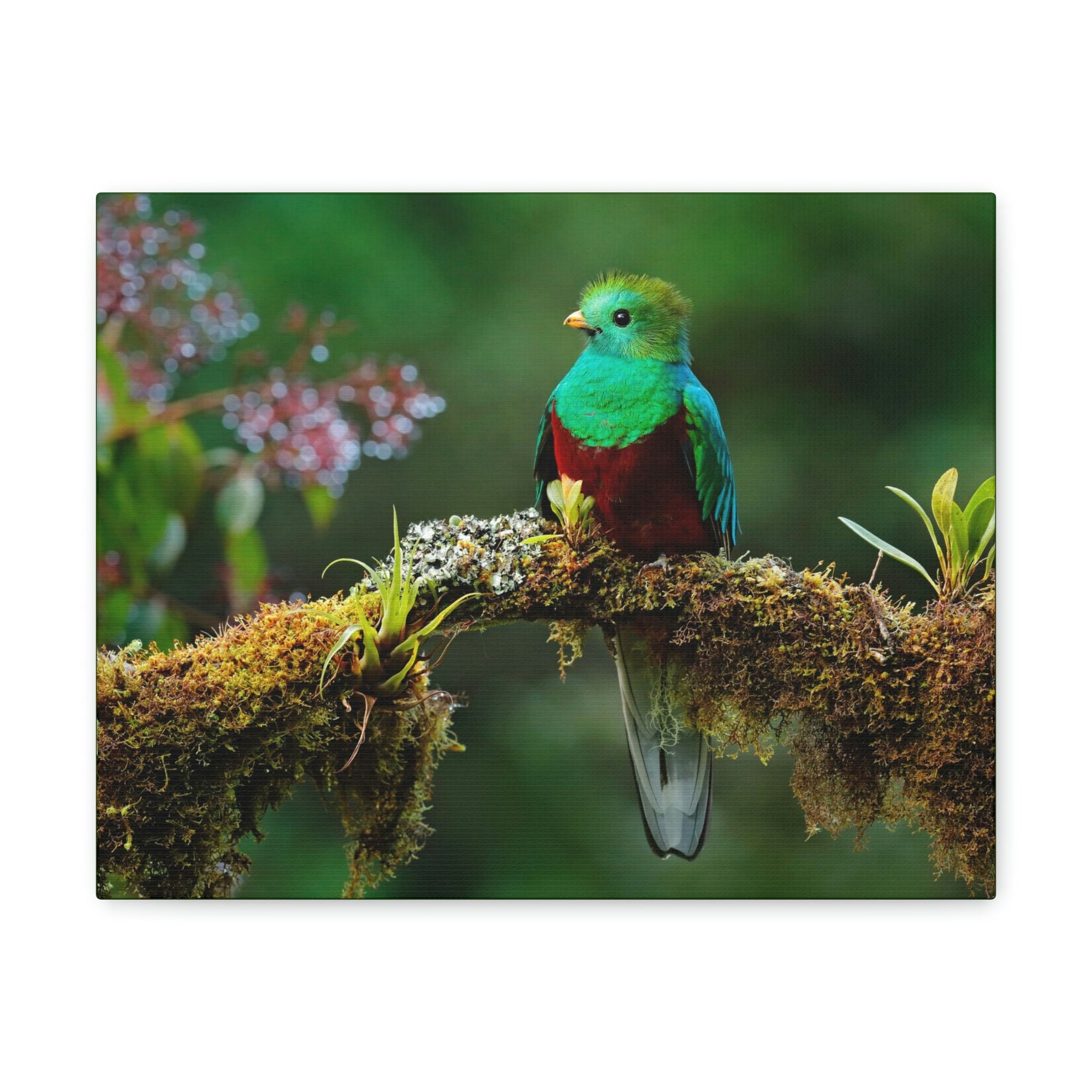 Scripture Walls Majestic Quetzal Art Majestic Quetzal Print Animal Wall Art Wildlife Canvas Prints Wall Art Ready to Hang Unframed-Express Your Love Gifts