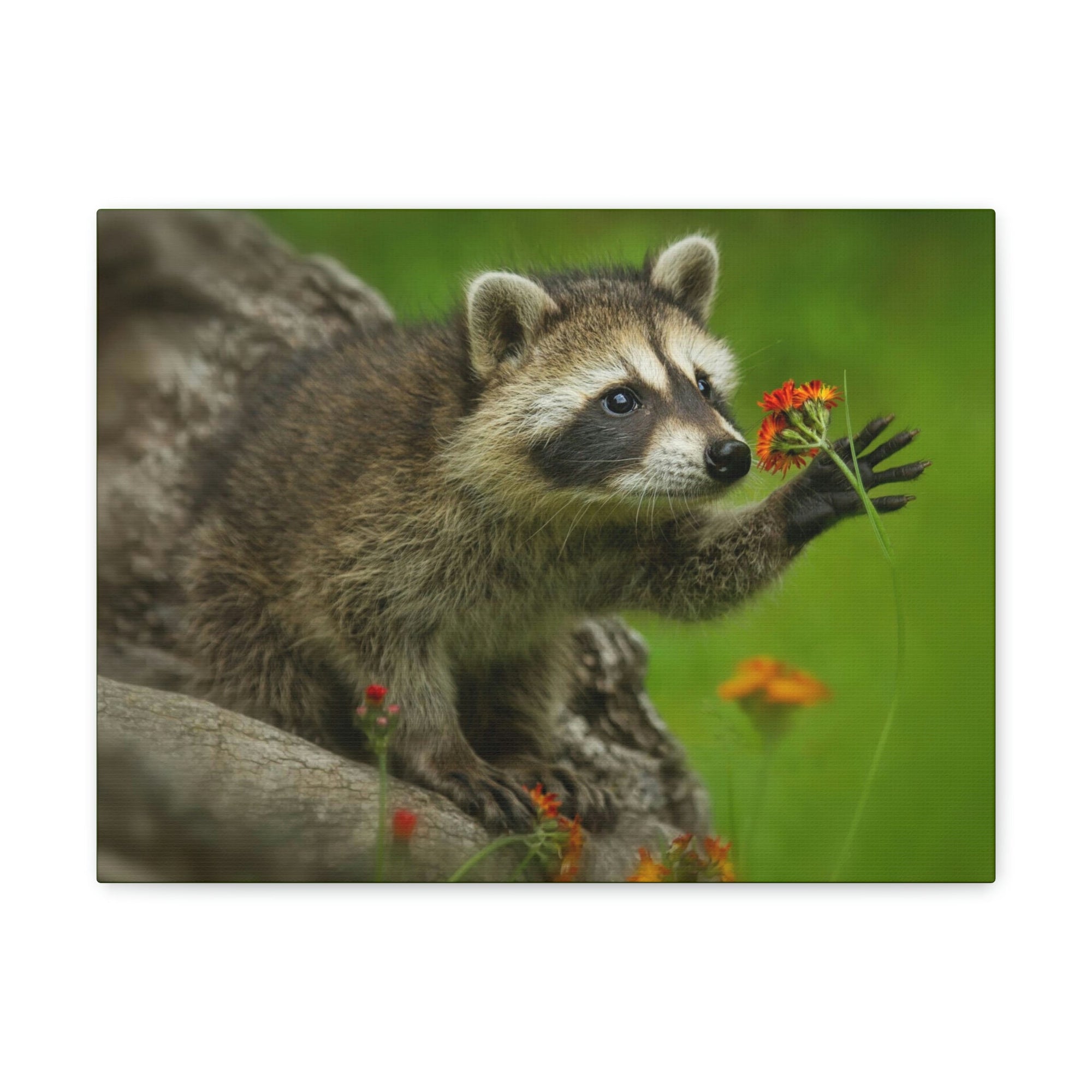 Scripture Walls Majestic Raccoon Art Majestic Raccoon Print Animal Wall Art Wildlife Canvas Prints Wall Art Ready to Hang Unframed-Express Your Love Gifts