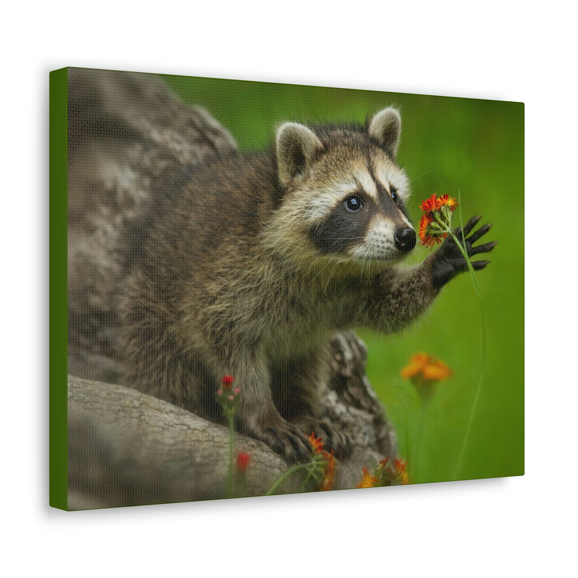 Scripture Walls Majestic Raccoon Art Majestic Raccoon Print Animal Wall Art Wildlife Canvas Prints Wall Art Ready to Hang Unframed-Express Your Love Gifts