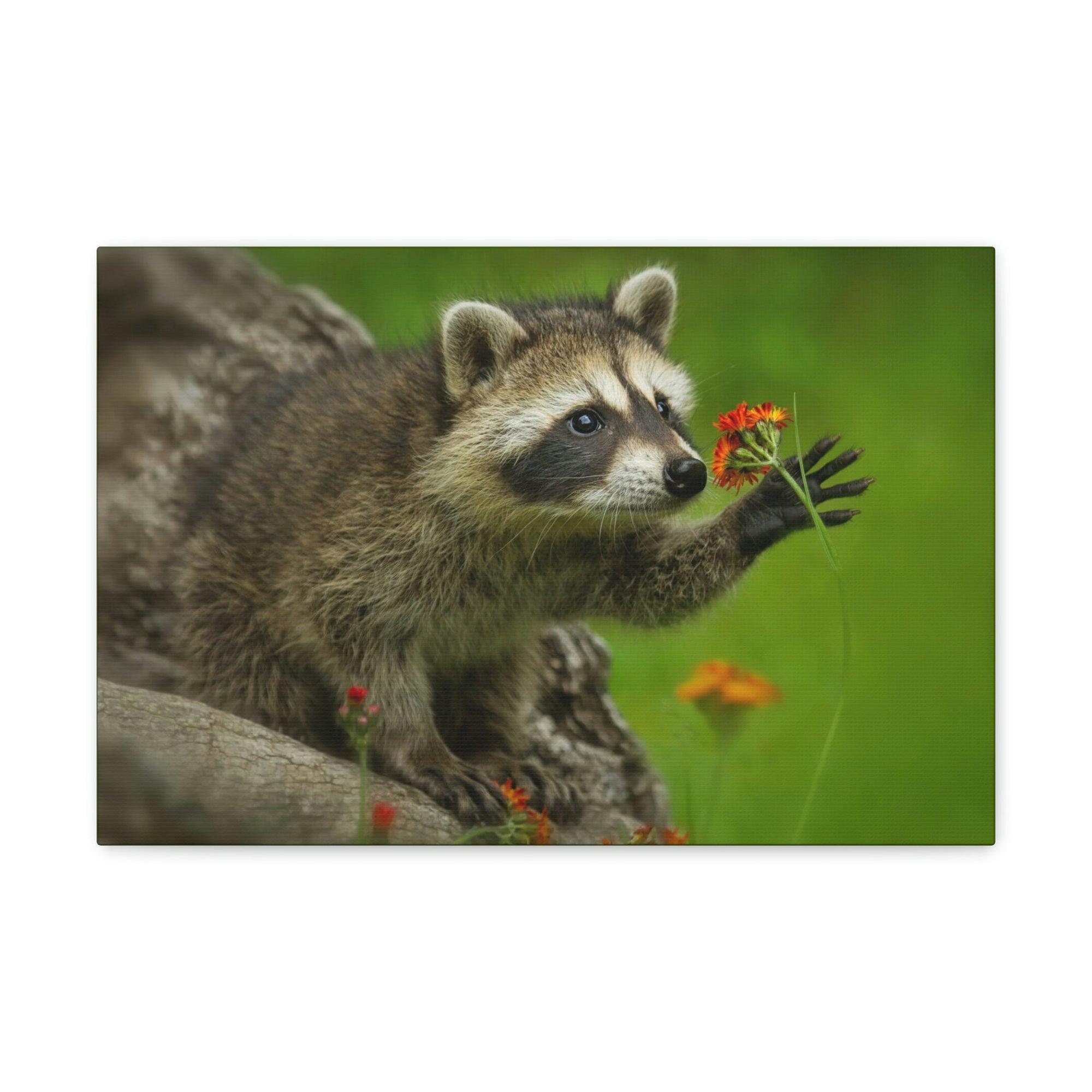 Scripture Walls Majestic Raccoon Art Majestic Raccoon Print Animal Wall Art Wildlife Canvas Prints Wall Art Ready to Hang Unframed-Express Your Love Gifts