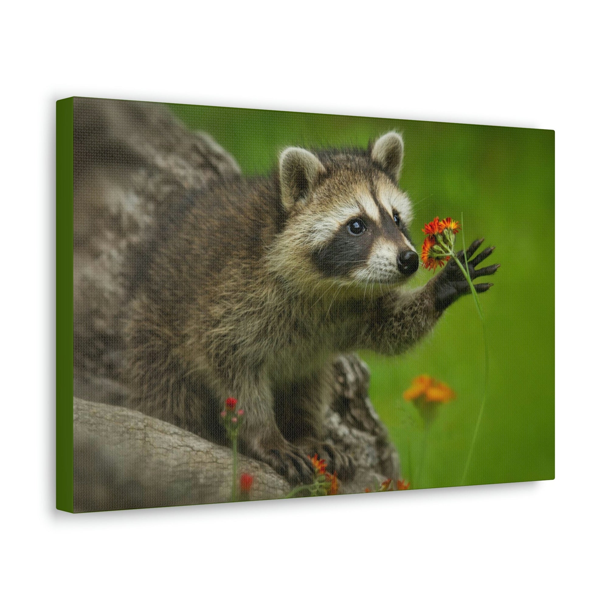 Scripture Walls Majestic Raccoon Art Majestic Raccoon Print Animal Wall Art Wildlife Canvas Prints Wall Art Ready to Hang Unframed-Express Your Love Gifts