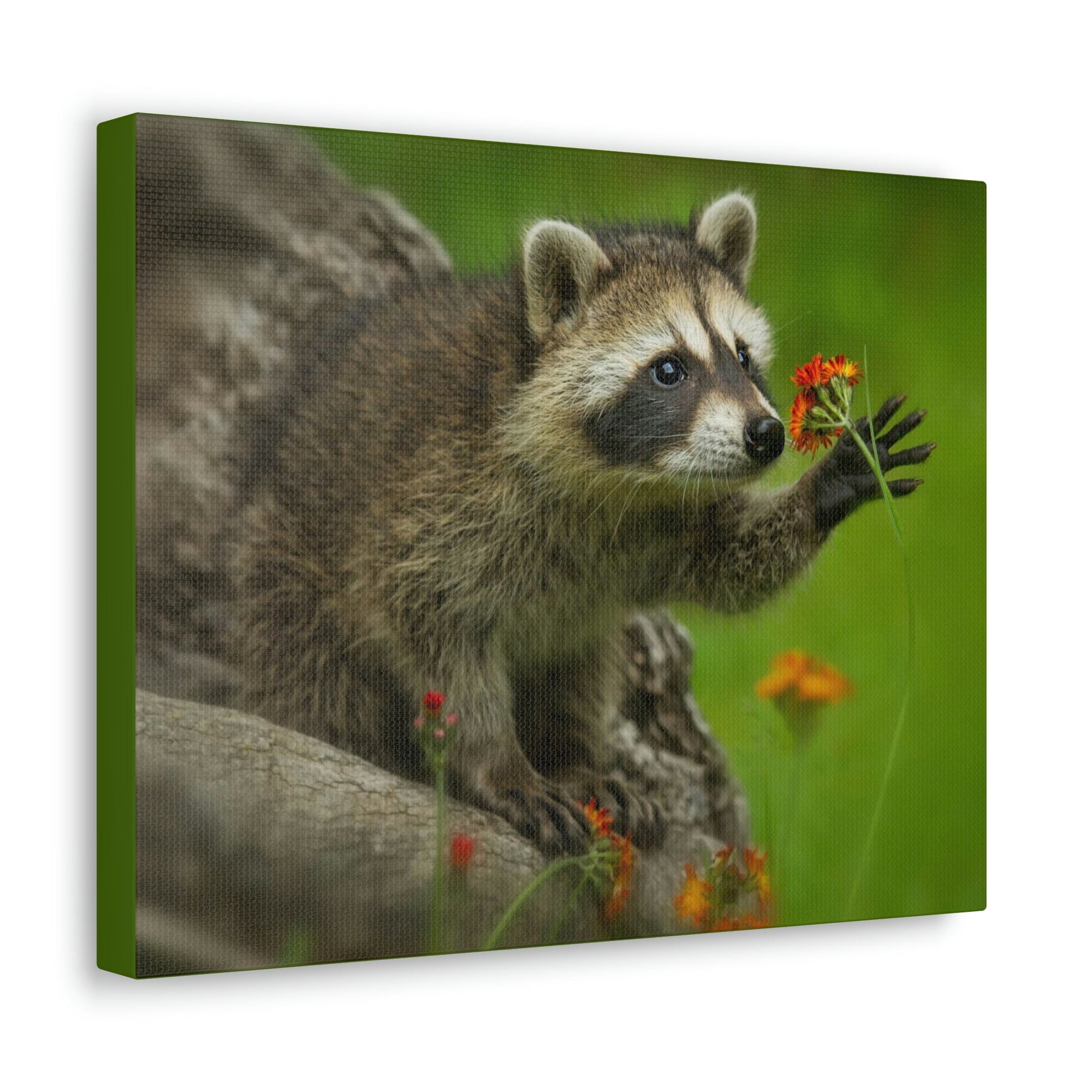 Scripture Walls Majestic Raccoon Art Majestic Raccoon Print Animal Wall Art Wildlife Canvas Prints Wall Art Ready to Hang Unframed-Express Your Love Gifts