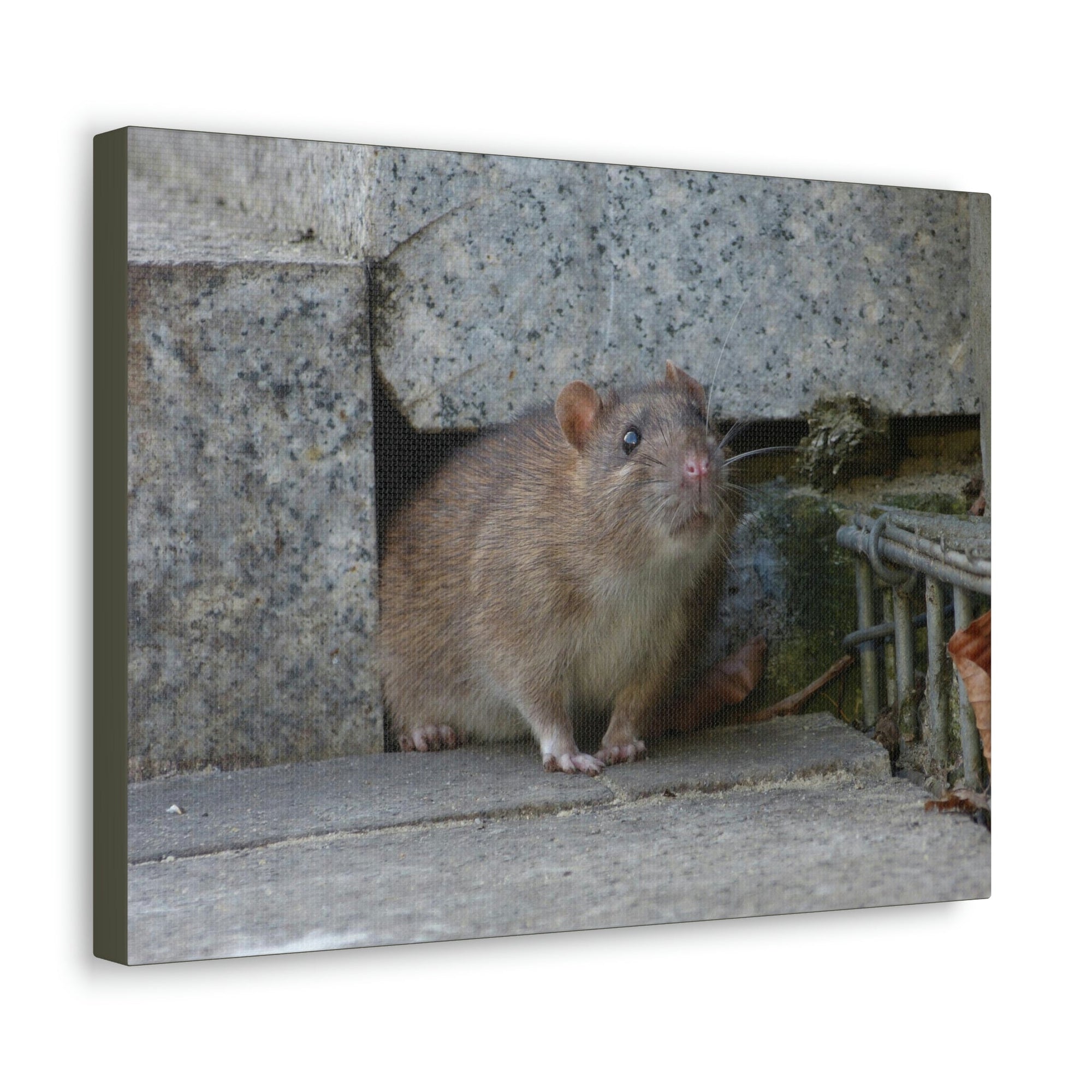 Scripture Walls Majestic Rat Art Majestic Rat Print Animal Wall Art Wildlife Canvas Prints Wall Art Ready to Hang Unframed-Express Your Love Gifts