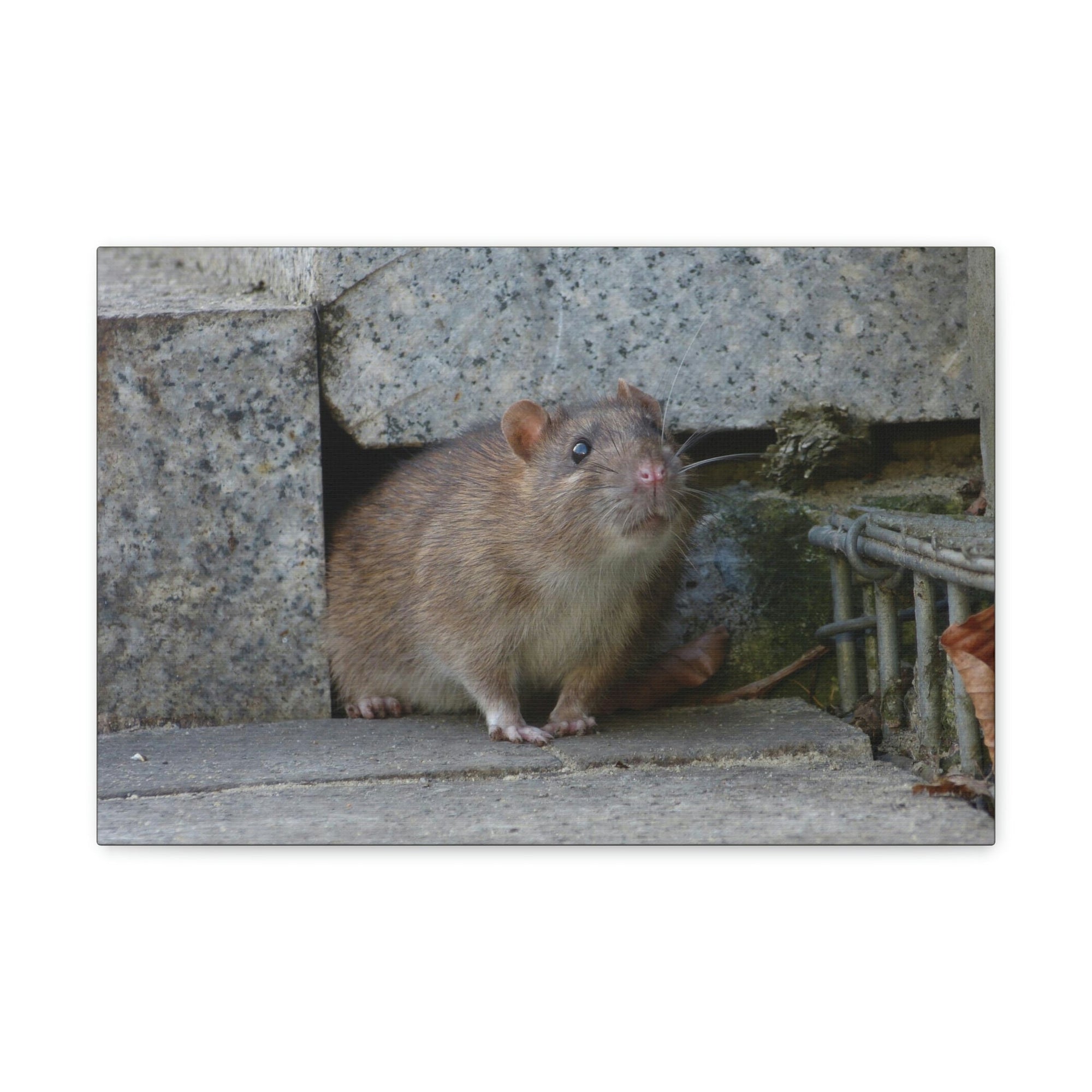 Scripture Walls Majestic Rat Art Majestic Rat Print Animal Wall Art Wildlife Canvas Prints Wall Art Ready to Hang Unframed-Express Your Love Gifts