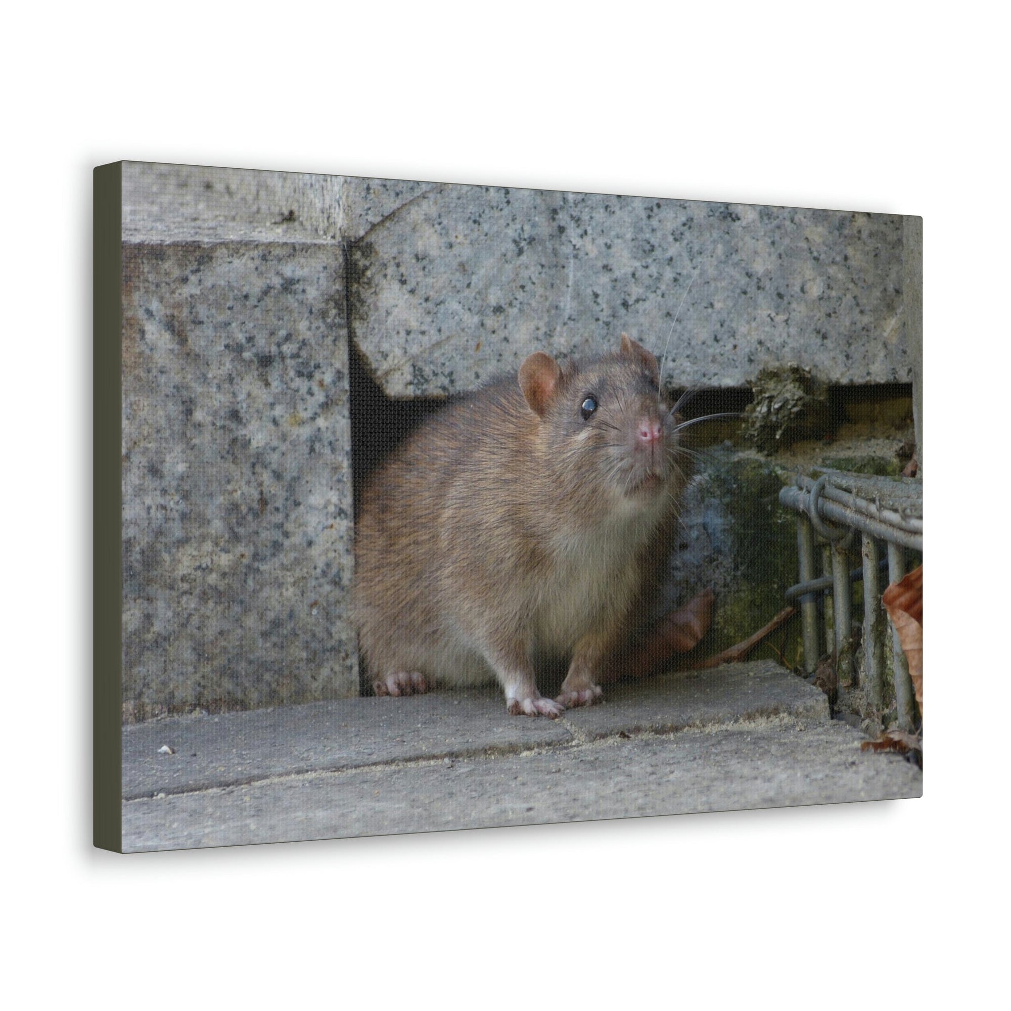 Scripture Walls Majestic Rat Art Majestic Rat Print Animal Wall Art Wildlife Canvas Prints Wall Art Ready to Hang Unframed-Express Your Love Gifts