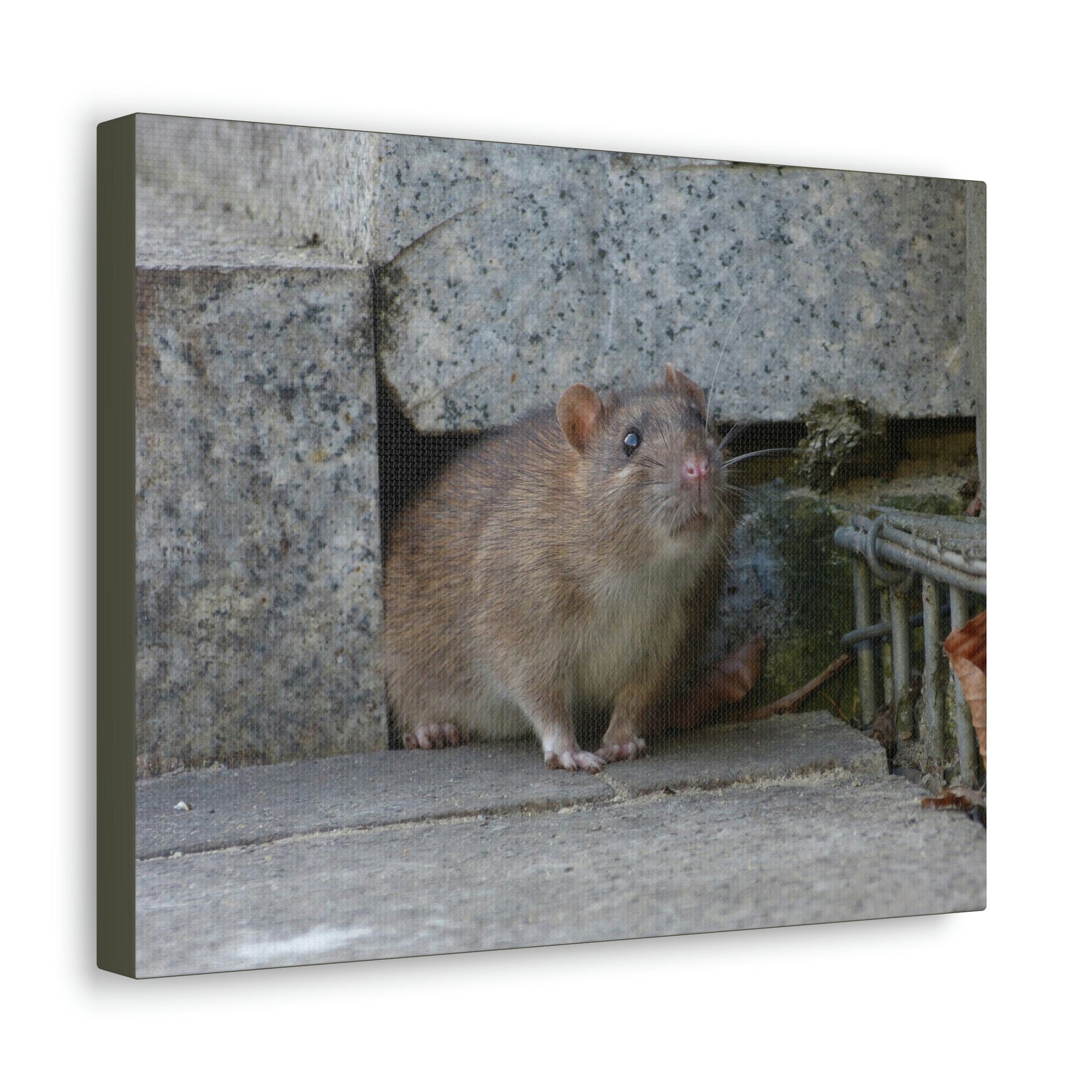 Scripture Walls Majestic Rat Art Majestic Rat Print Animal Wall Art Wildlife Canvas Prints Wall Art Ready to Hang Unframed-Express Your Love Gifts