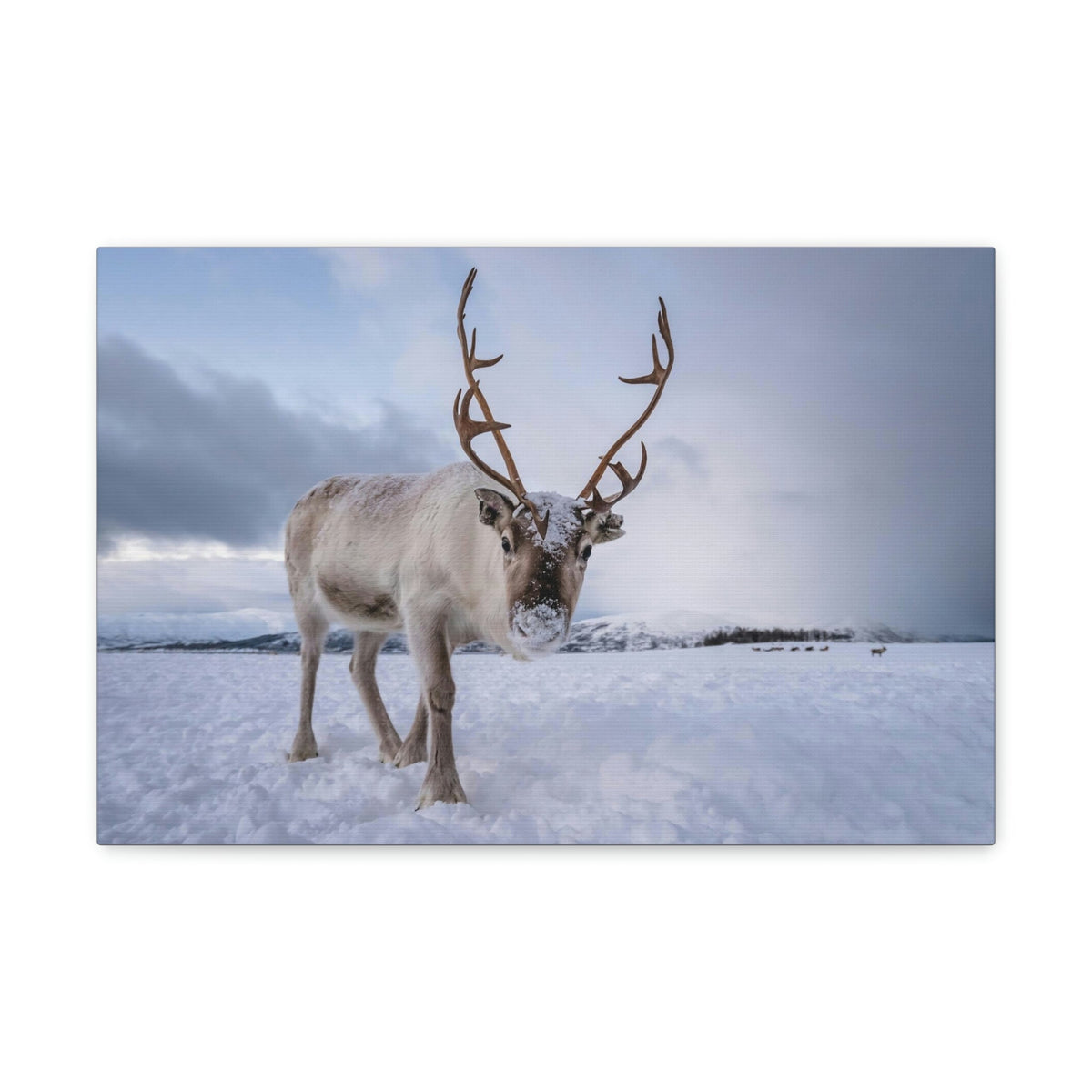 Scripture Walls Majestic Reindeer Art Majestic Reindeer Print Animal Wall Art Wildlife Canvas Prints Wall Art Ready to Hang Unframed-Express Your Love Gifts