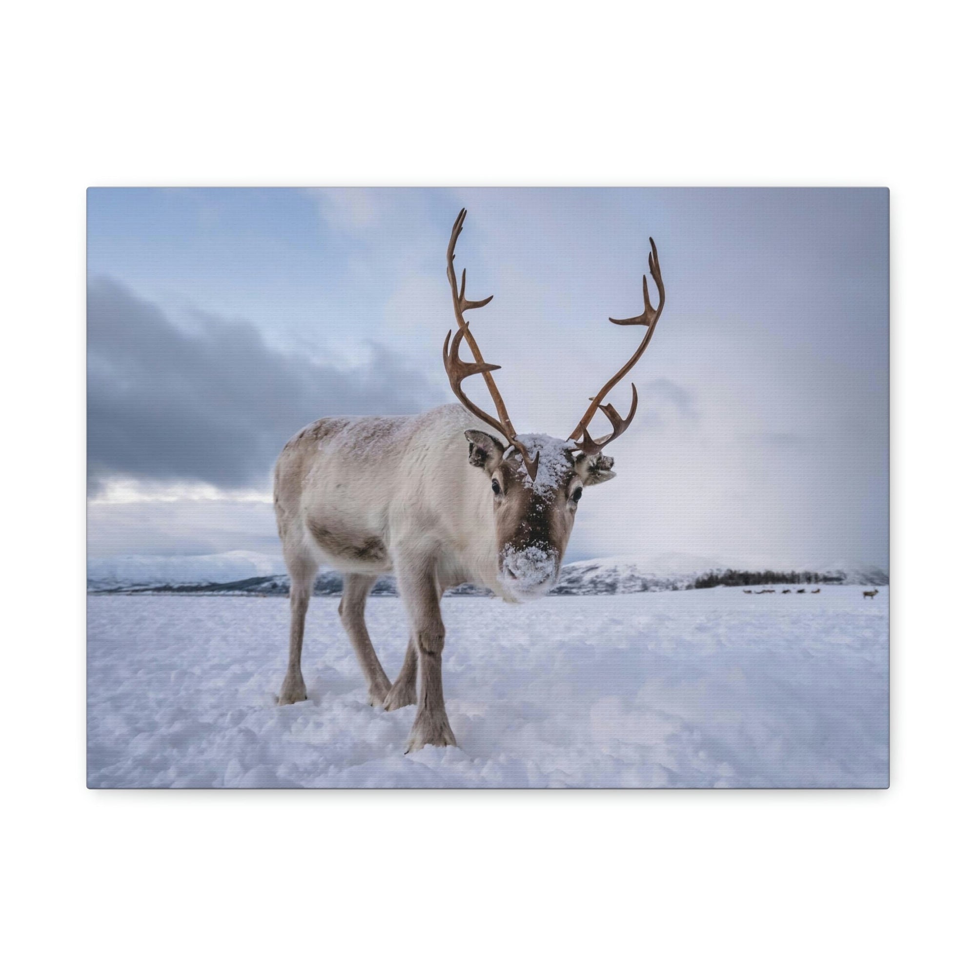 Scripture Walls Majestic Reindeer Art Majestic Reindeer Print Animal Wall Art Wildlife Canvas Prints Wall Art Ready to Hang Unframed-Express Your Love Gifts