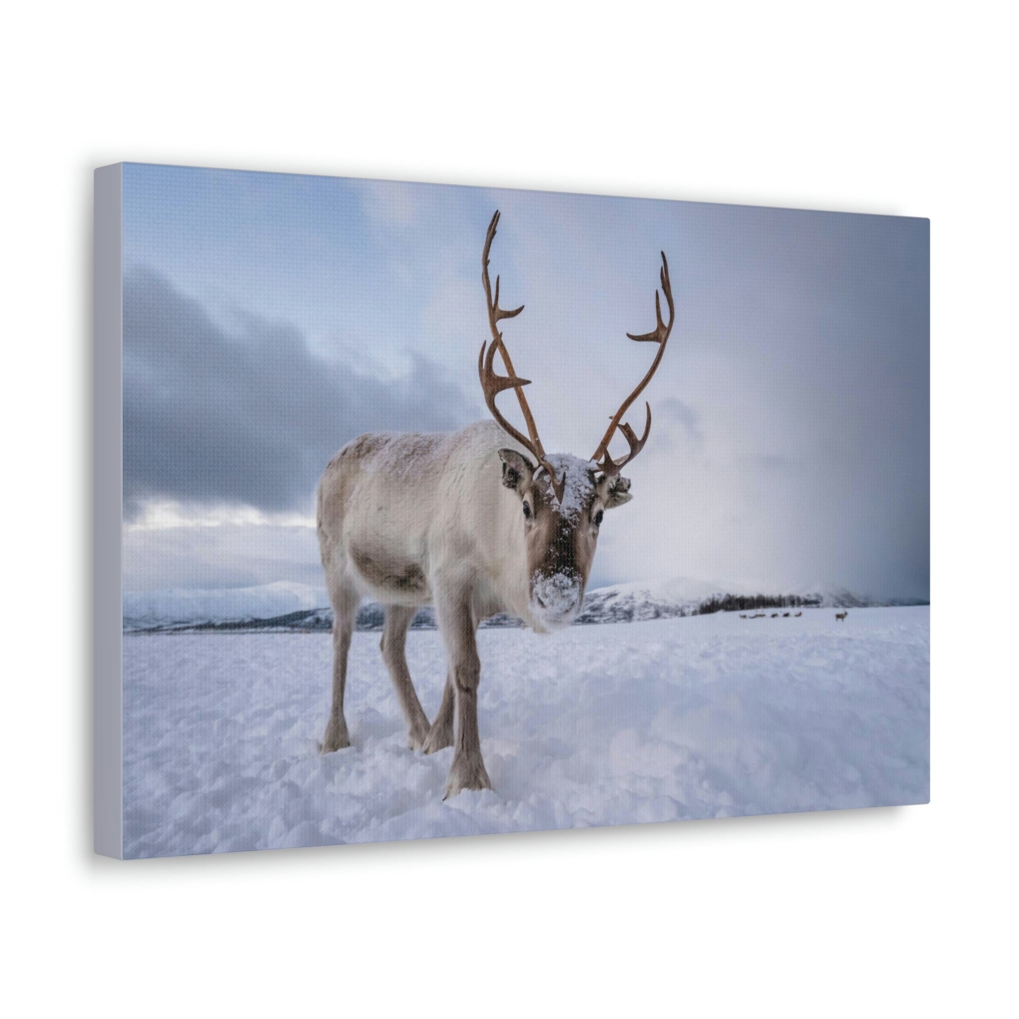 Scripture Walls Majestic Reindeer Art Majestic Reindeer Print Animal Wall Art Wildlife Canvas Prints Wall Art Ready to Hang Unframed-Express Your Love Gifts