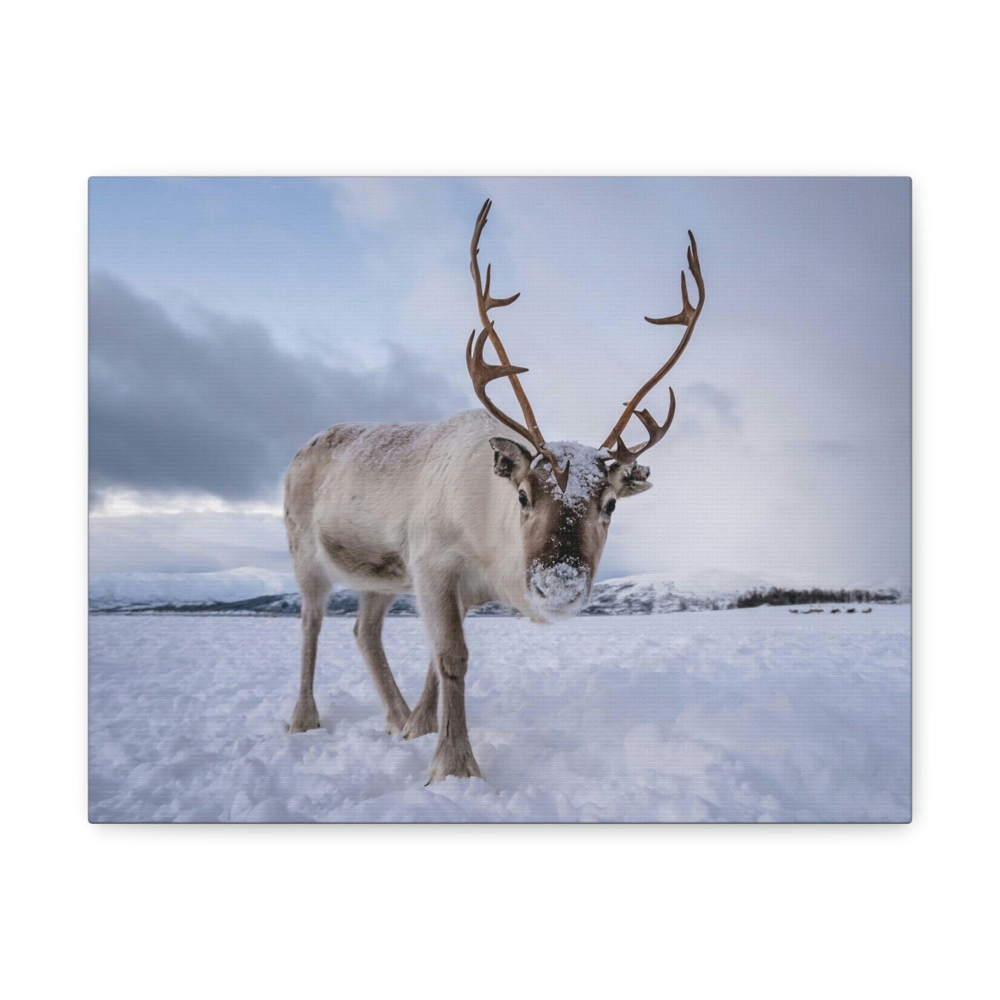 Scripture Walls Majestic Reindeer Art Majestic Reindeer Print Animal Wall Art Wildlife Canvas Prints Wall Art Ready to Hang Unframed-Express Your Love Gifts